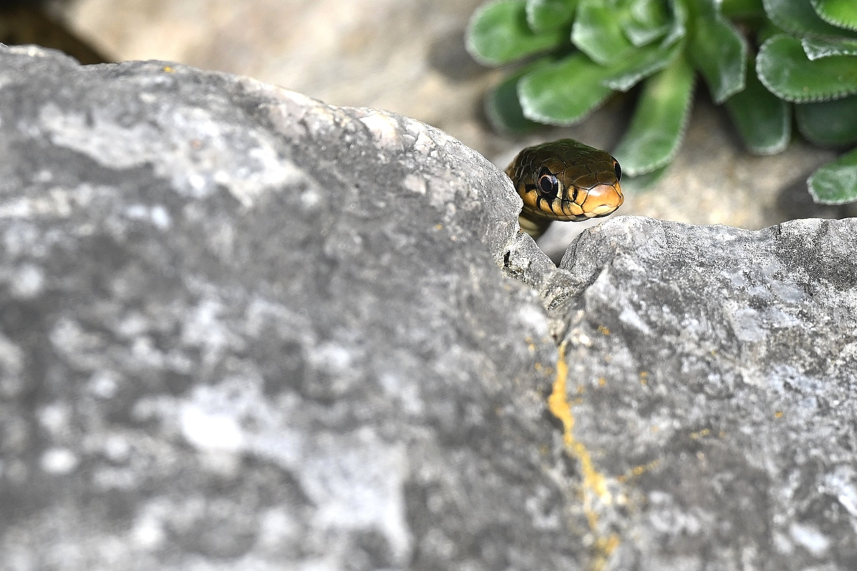 Ringelnatter Forum F r Naturfotografen Ringelnatter Forum F r Naturfotografen