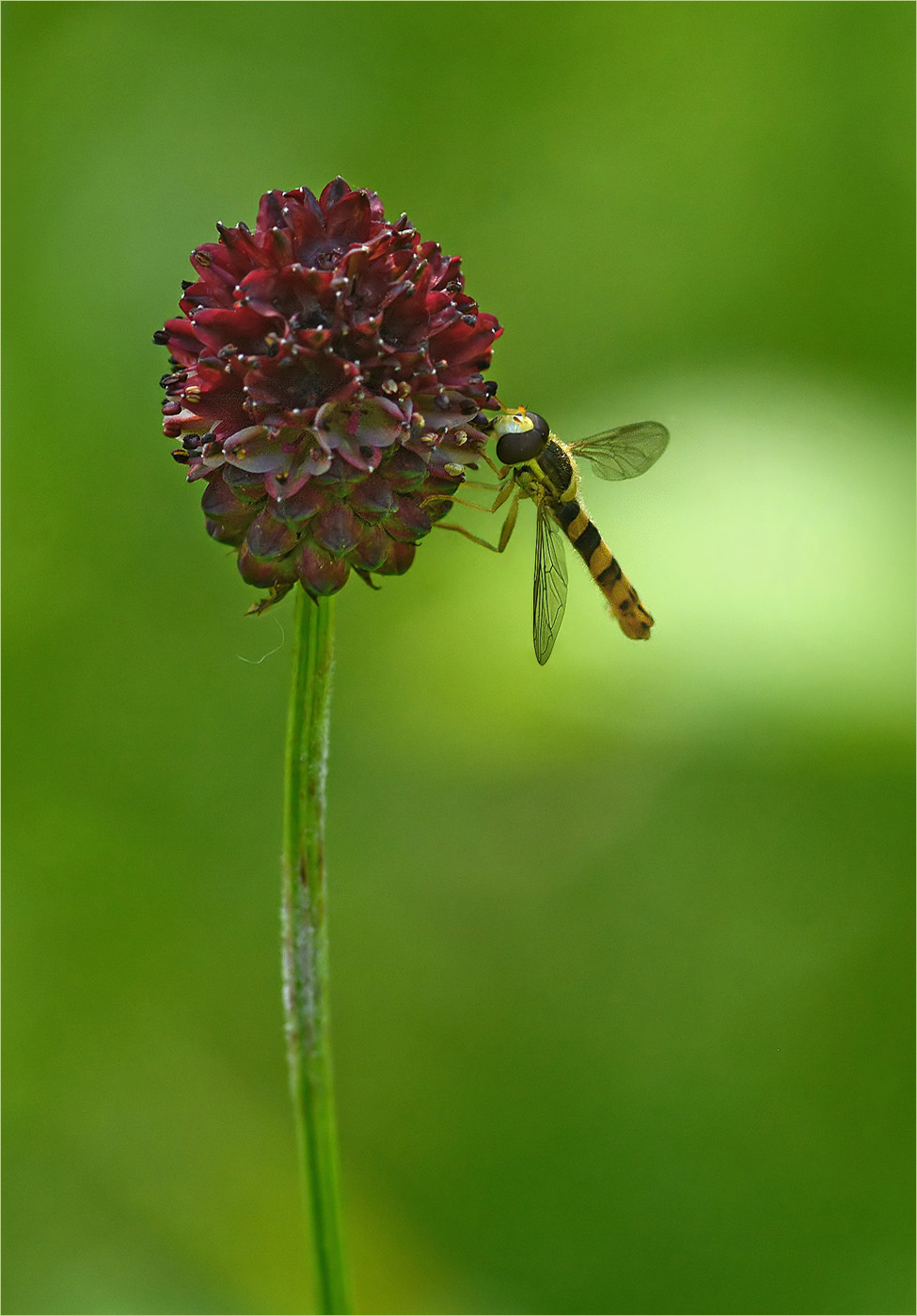 Langbauch-Schwebfliege