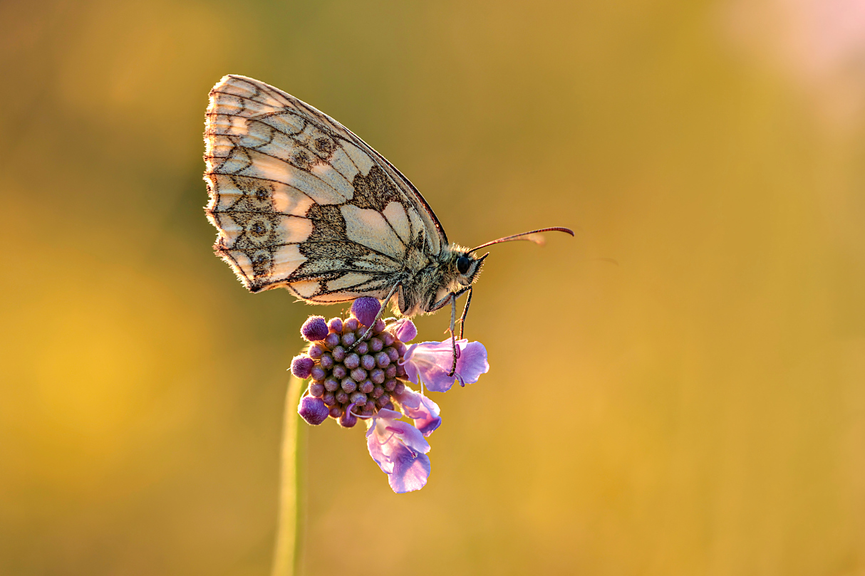 Schachbrett auf Blüte zum SU