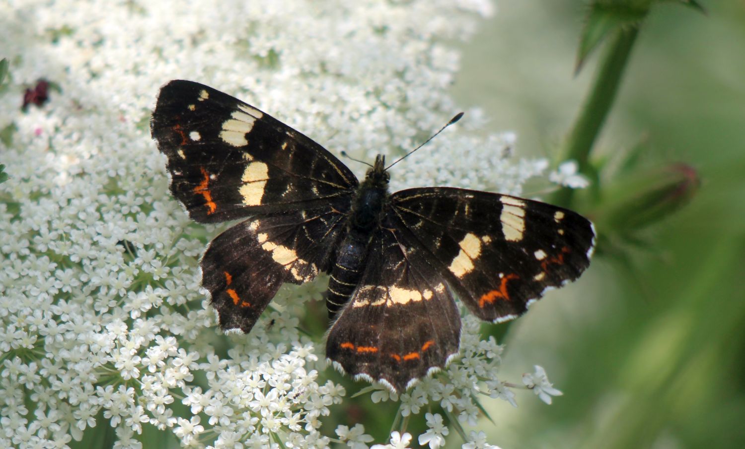 Landkärtchen Sommerform