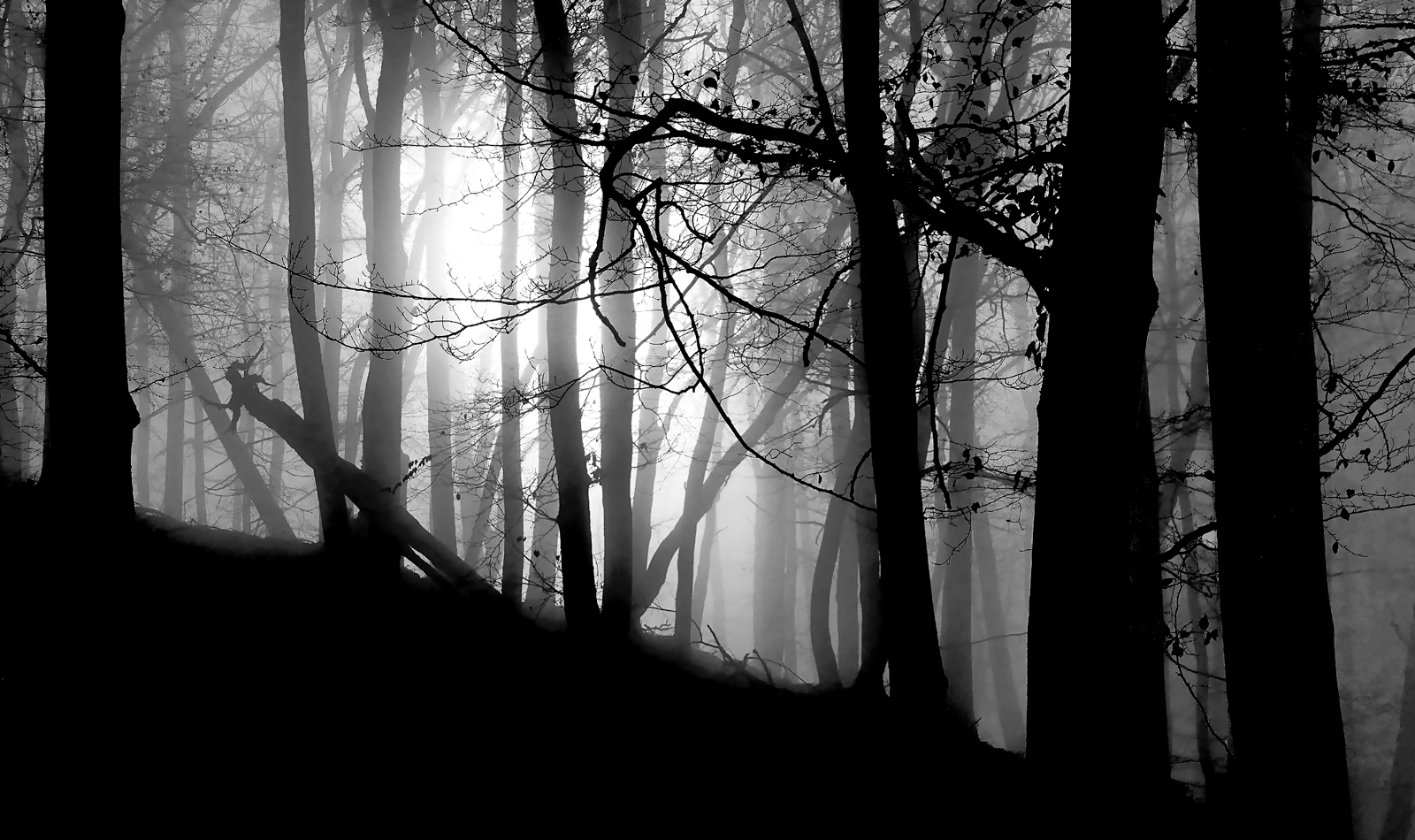 ...Geheimnisvolles Leuchten am Ende des winterlichen Nebelwaldes....