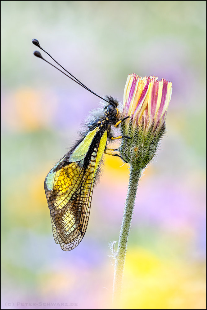 Libellen-Schmetterlingshaft (Libelloides coccajus)