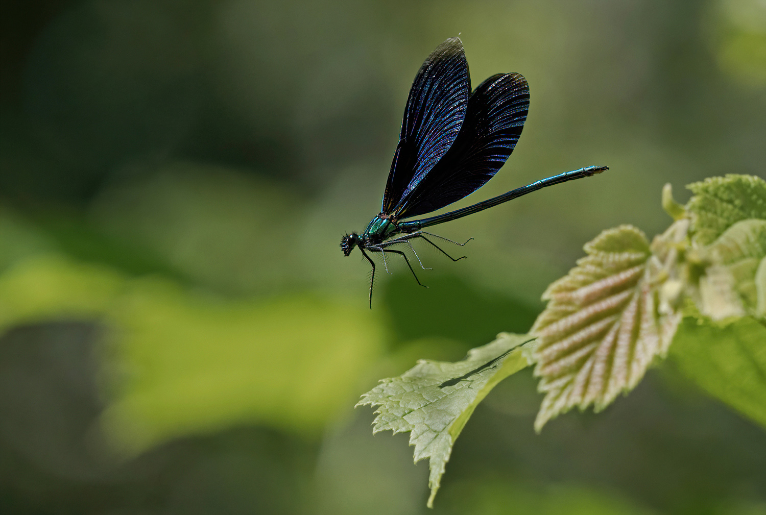 Landeanflug