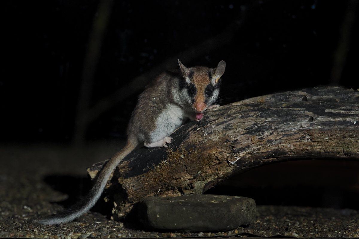 Die Gartenschläfer (Eliomys quercinus)
