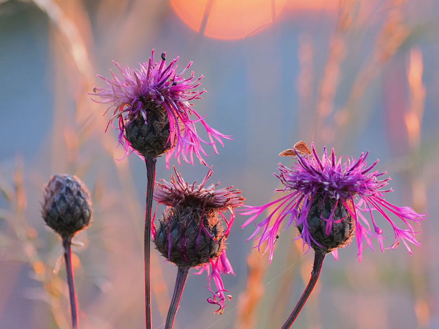 Familie Flockenblume