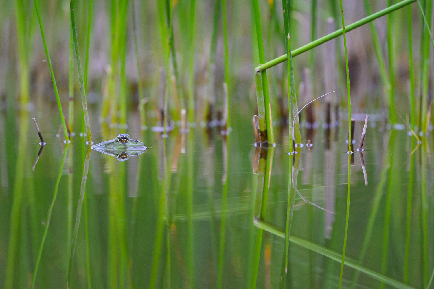 Frosch-Spiegelung