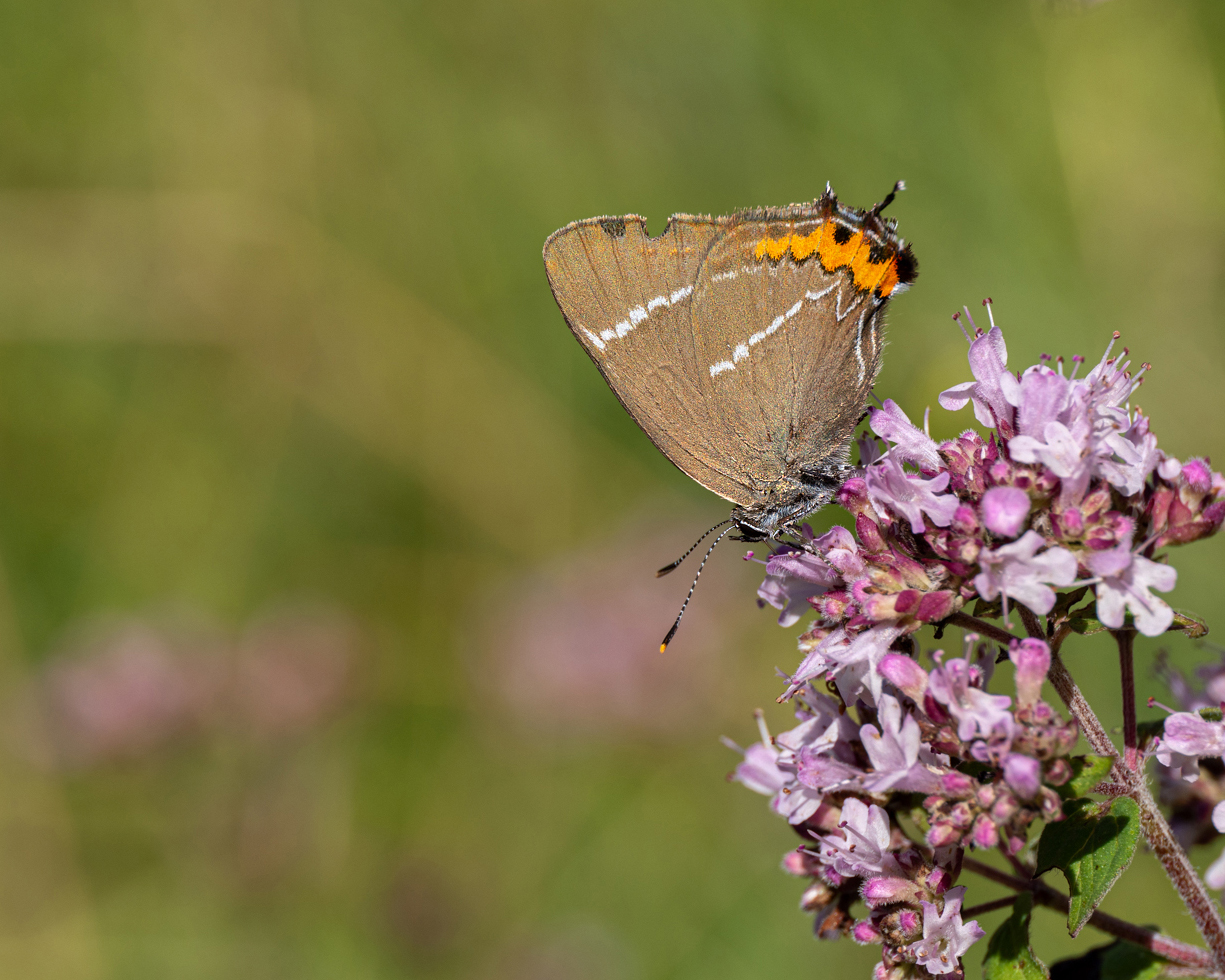 Ulmenzipfelfalter  ( Satyrium w-album )