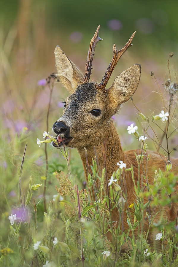 "...lecker Blumen..."