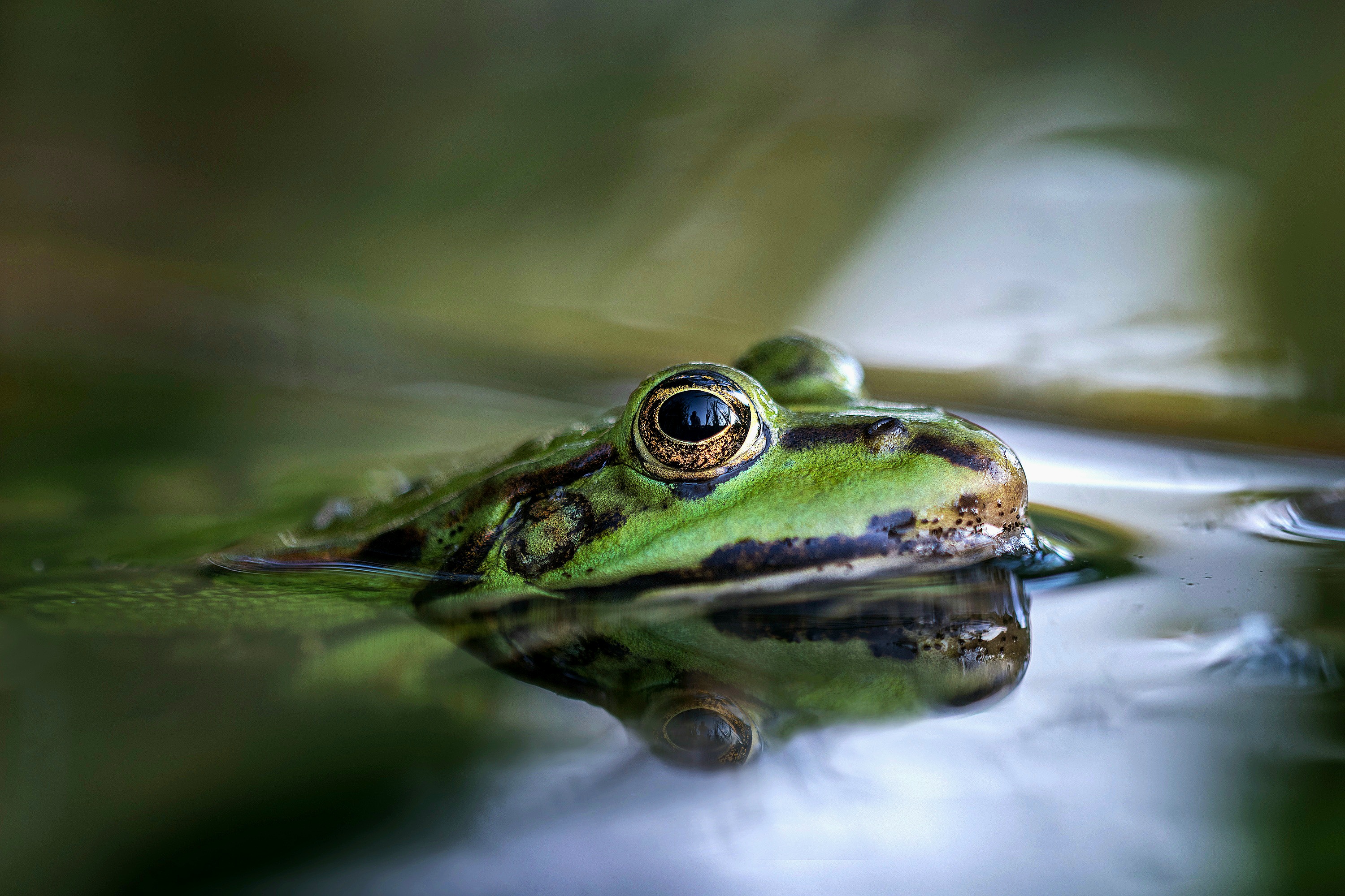 Der Grünfrosch...