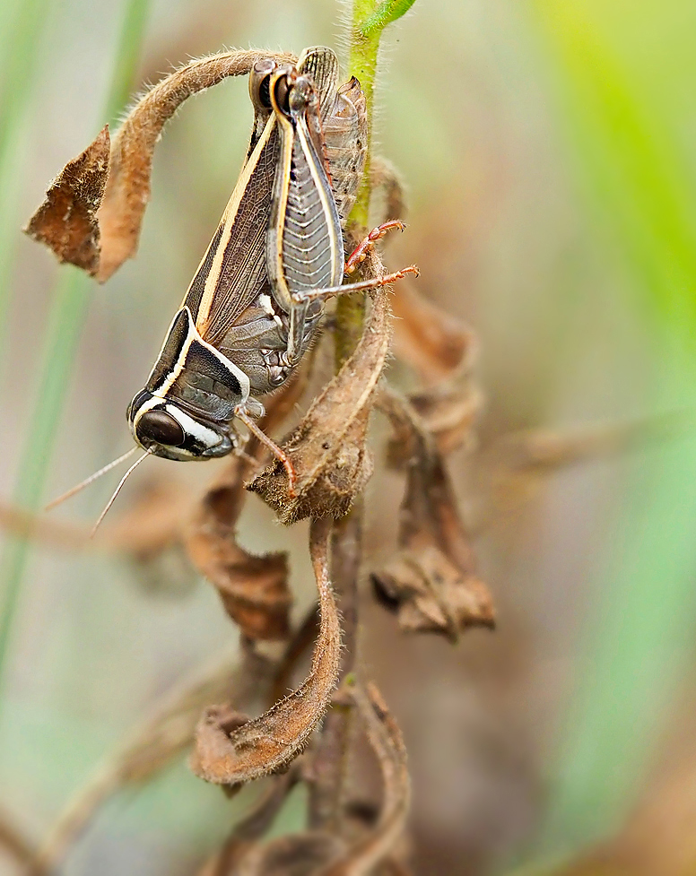 Calliptamus wattenwylianus (Weibchen) (2)