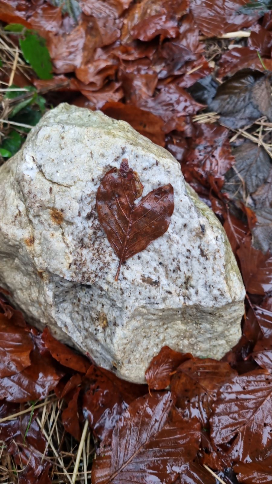 Ein Herzblatt auf Stein