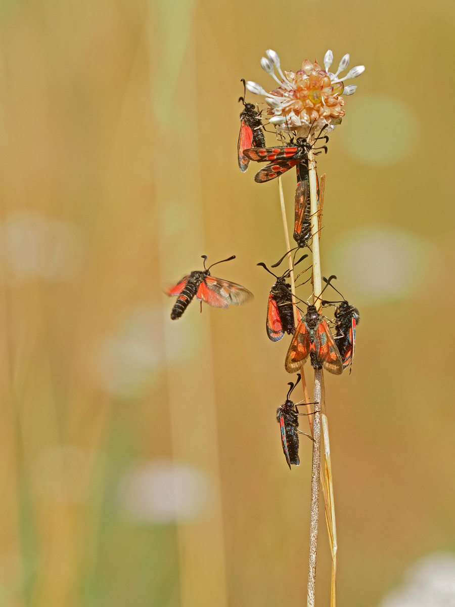 Esparsetten Widderchen