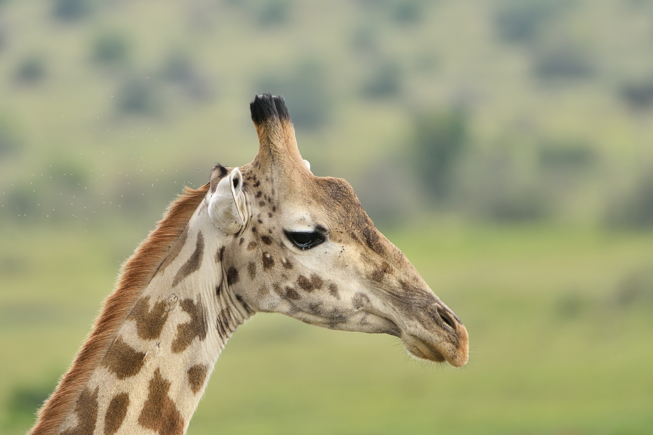 Massai-Giraffe