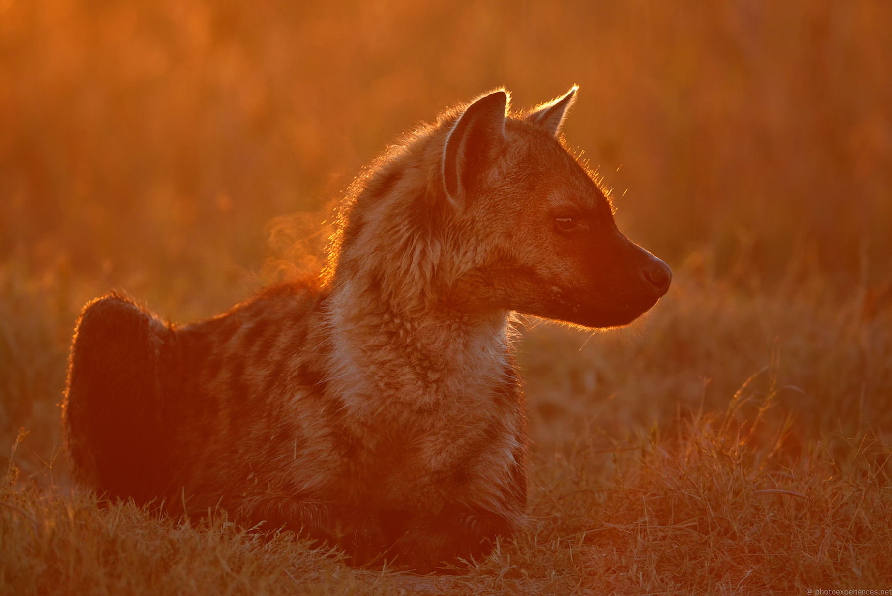 Hyäne im Sonnenaufgang