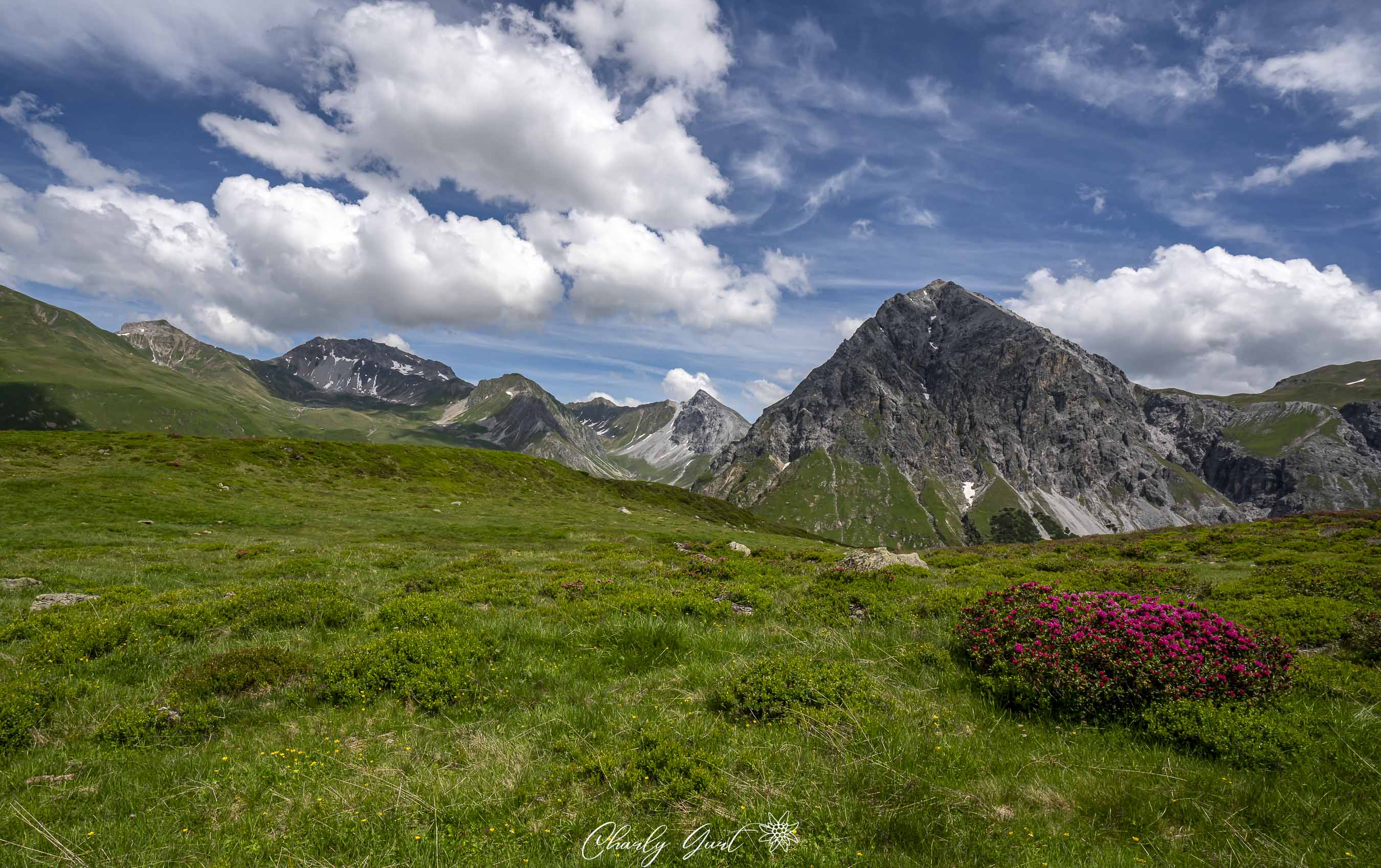 Alpsommer ( Ich hoffe Ihr verträgt noch mein letztes Alpenrosen Foto )