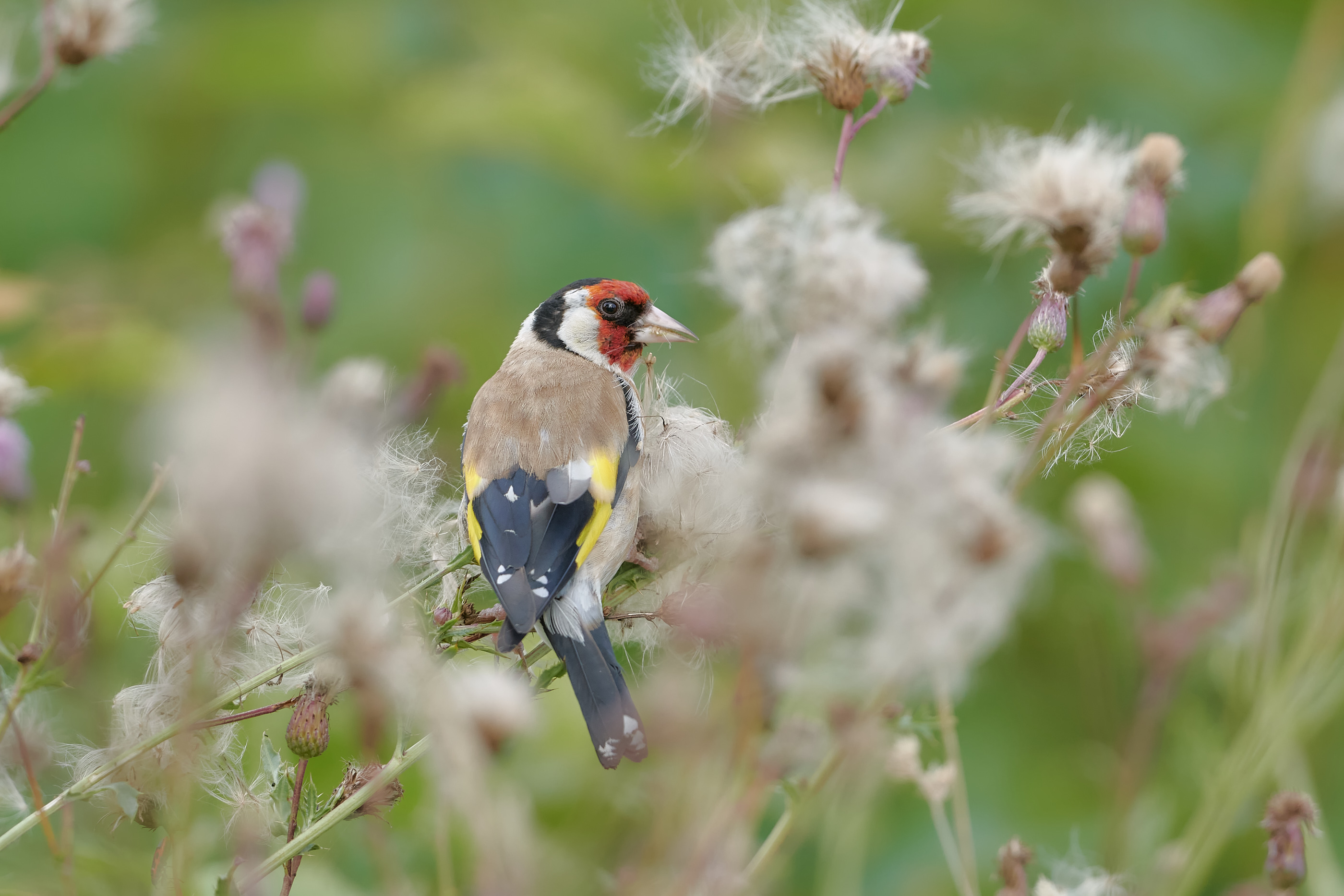 Mein Gutelaunevogel