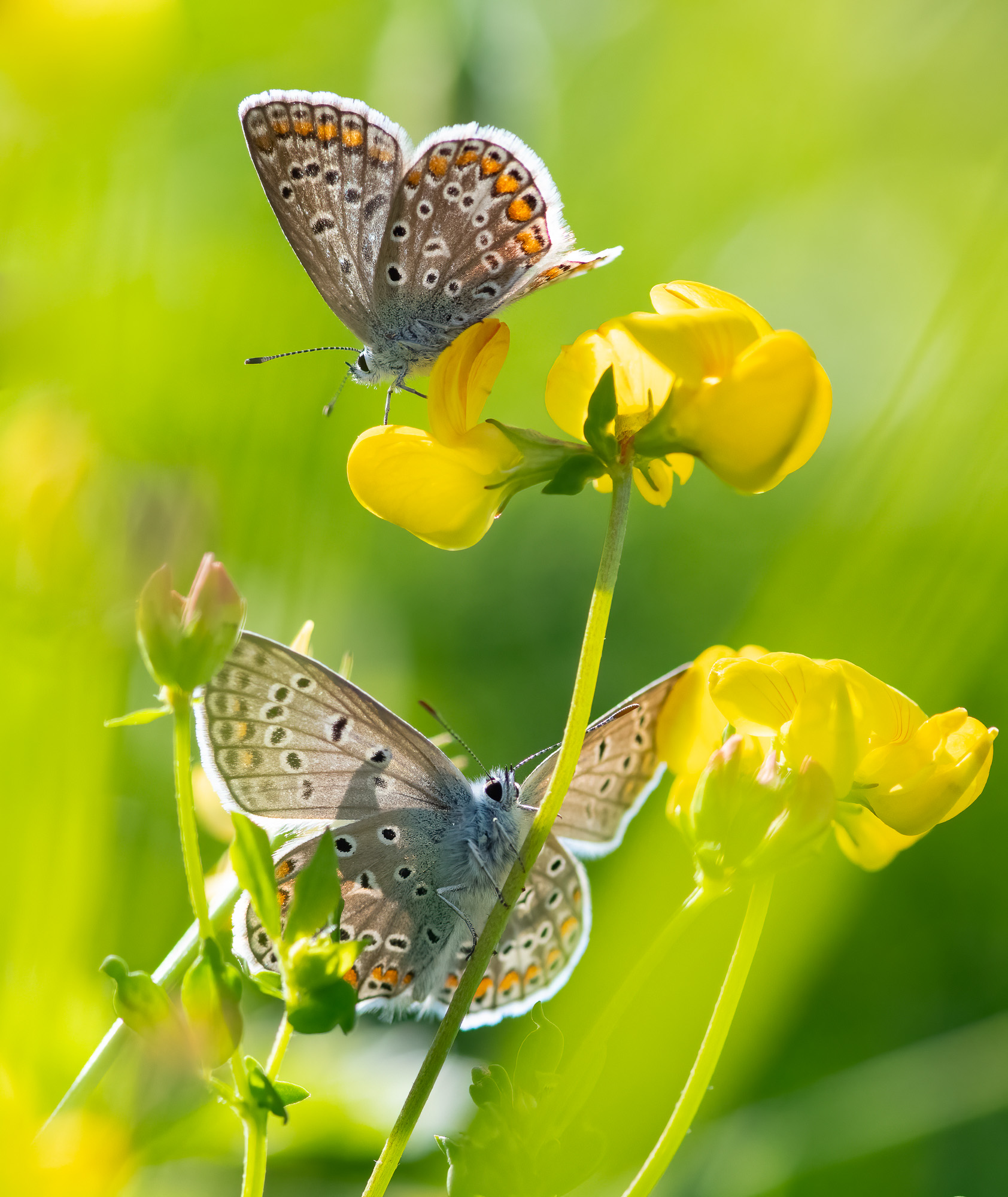 Bläulinge und Wiesenblüten