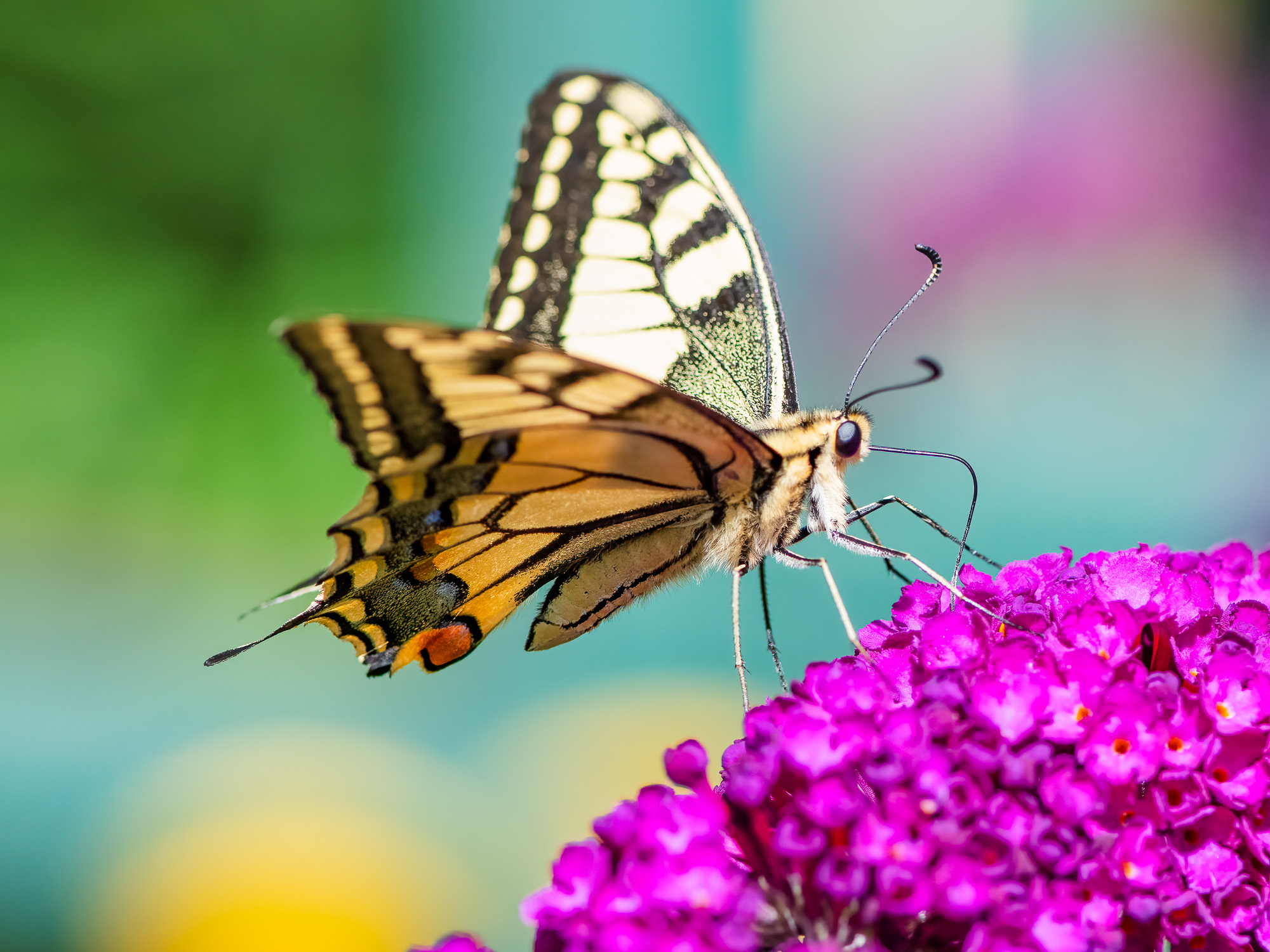 Schwalbenschwanz - Besuch im Garten