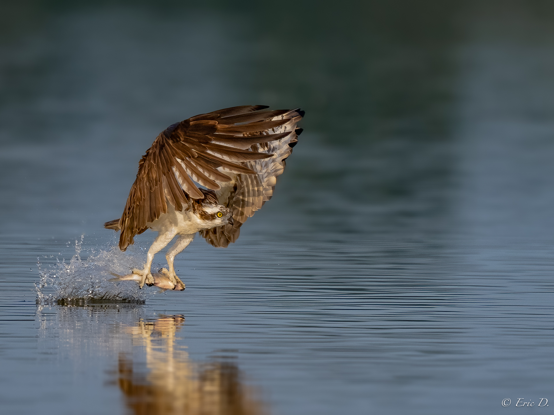 Früh morgens auf dem See