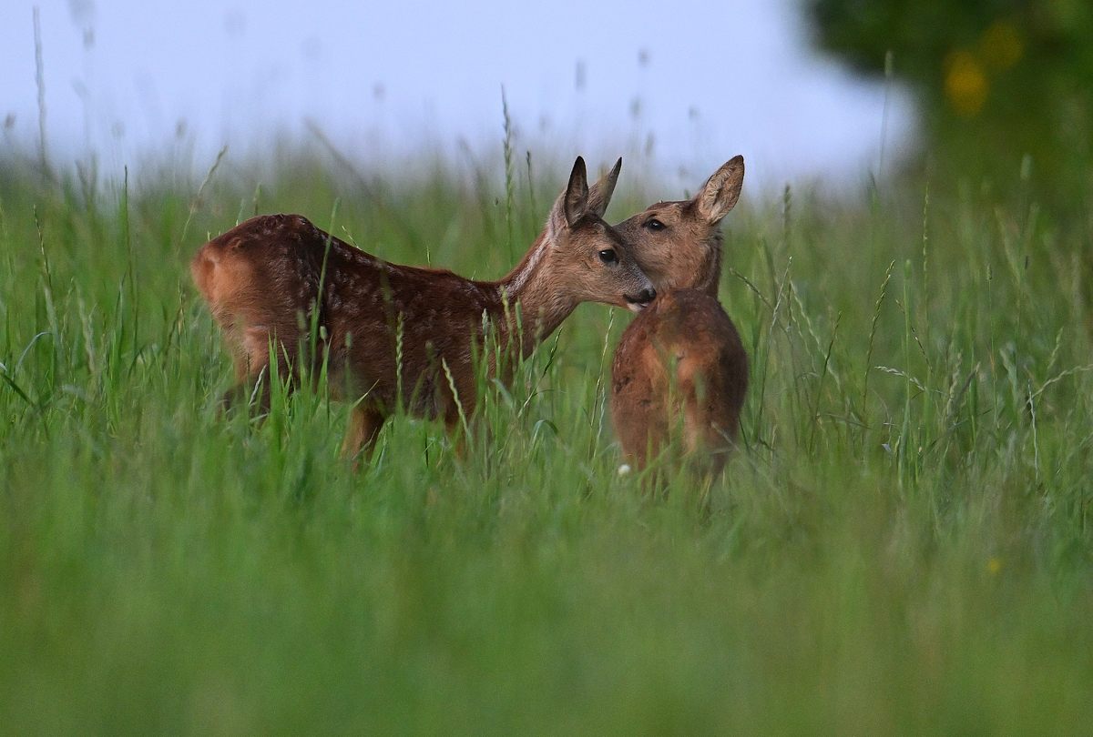 Tierliebe