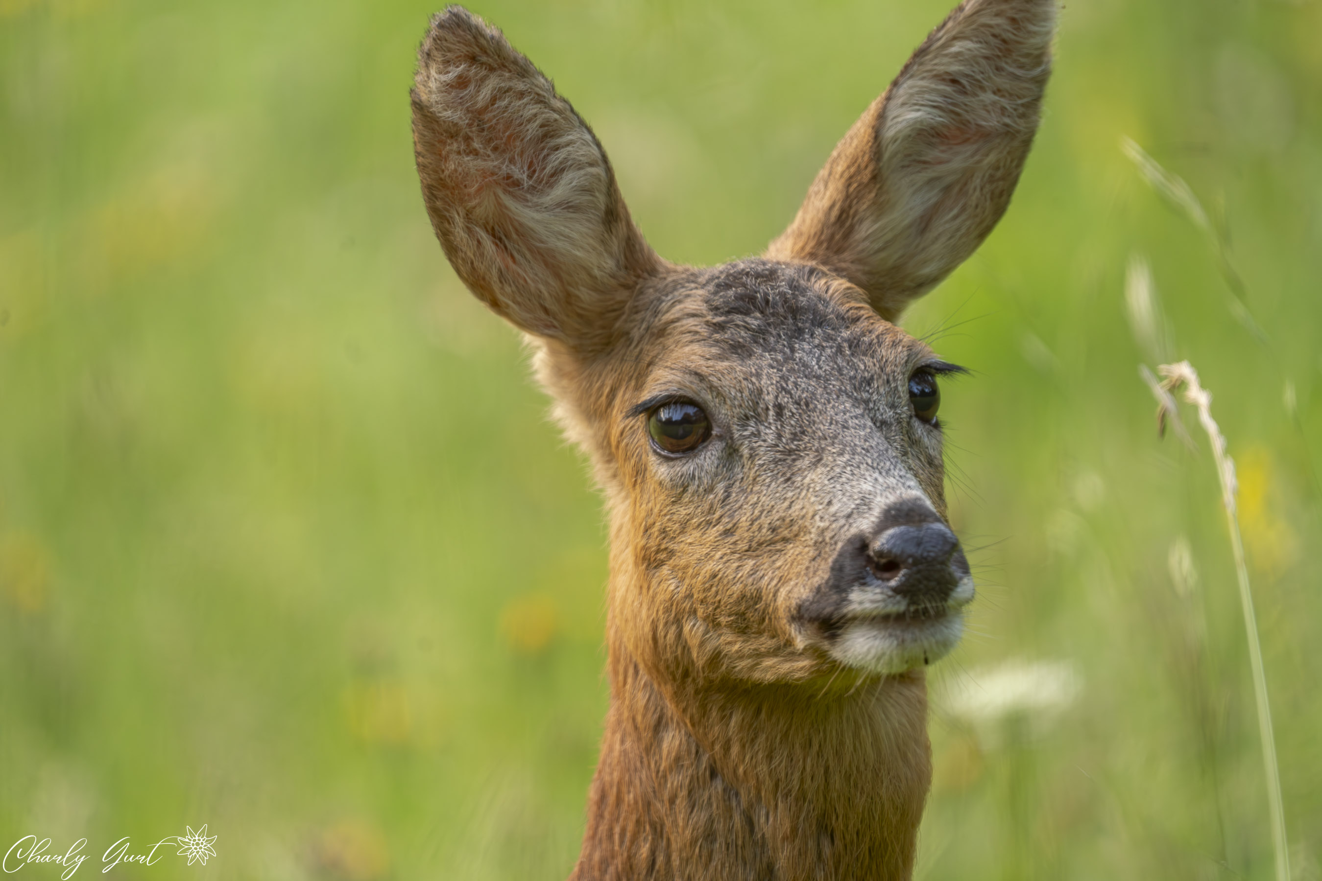 Die aufgescheuchte Rehgeiss