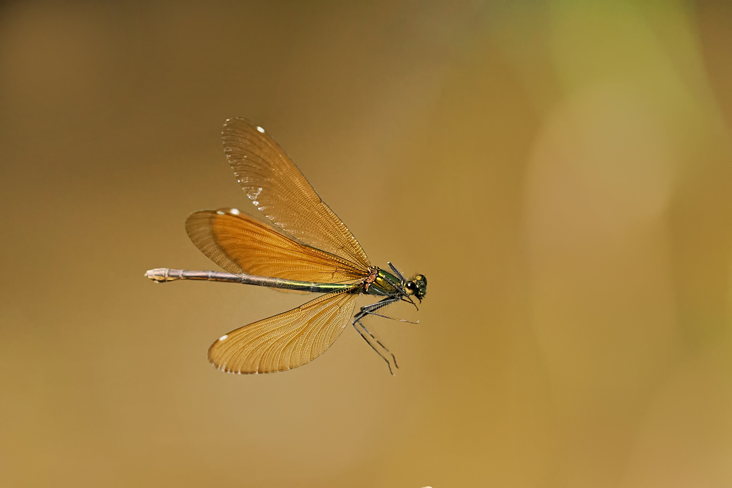 Flugbilder von Libellen