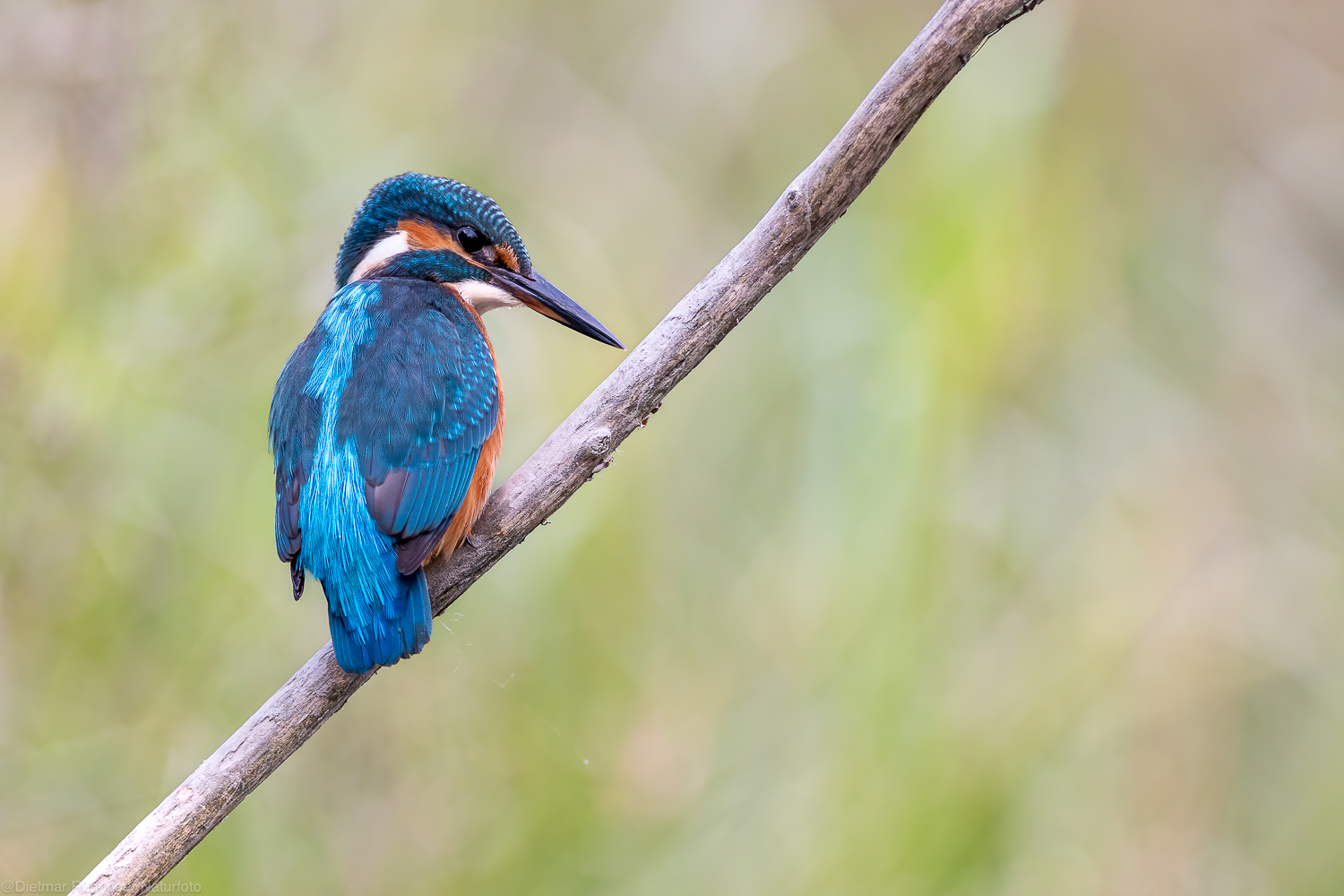 Eisvogel