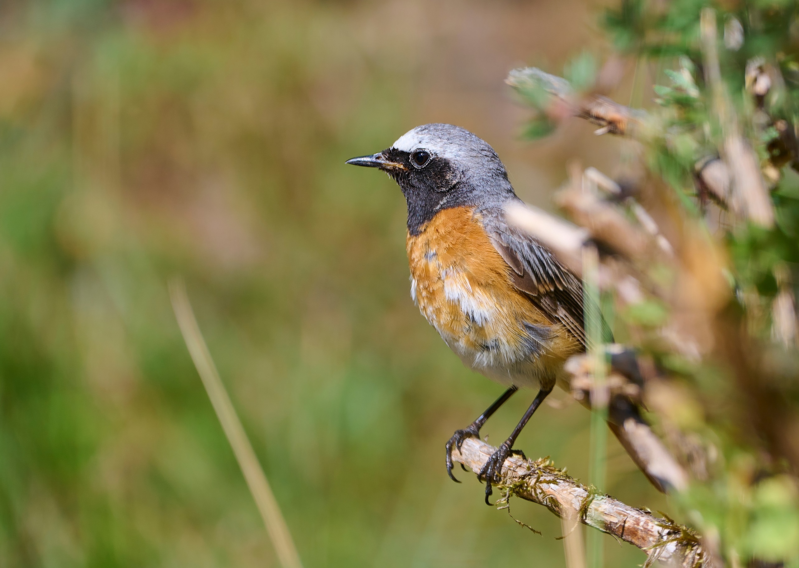 Rotschwänzchen (Männchen)