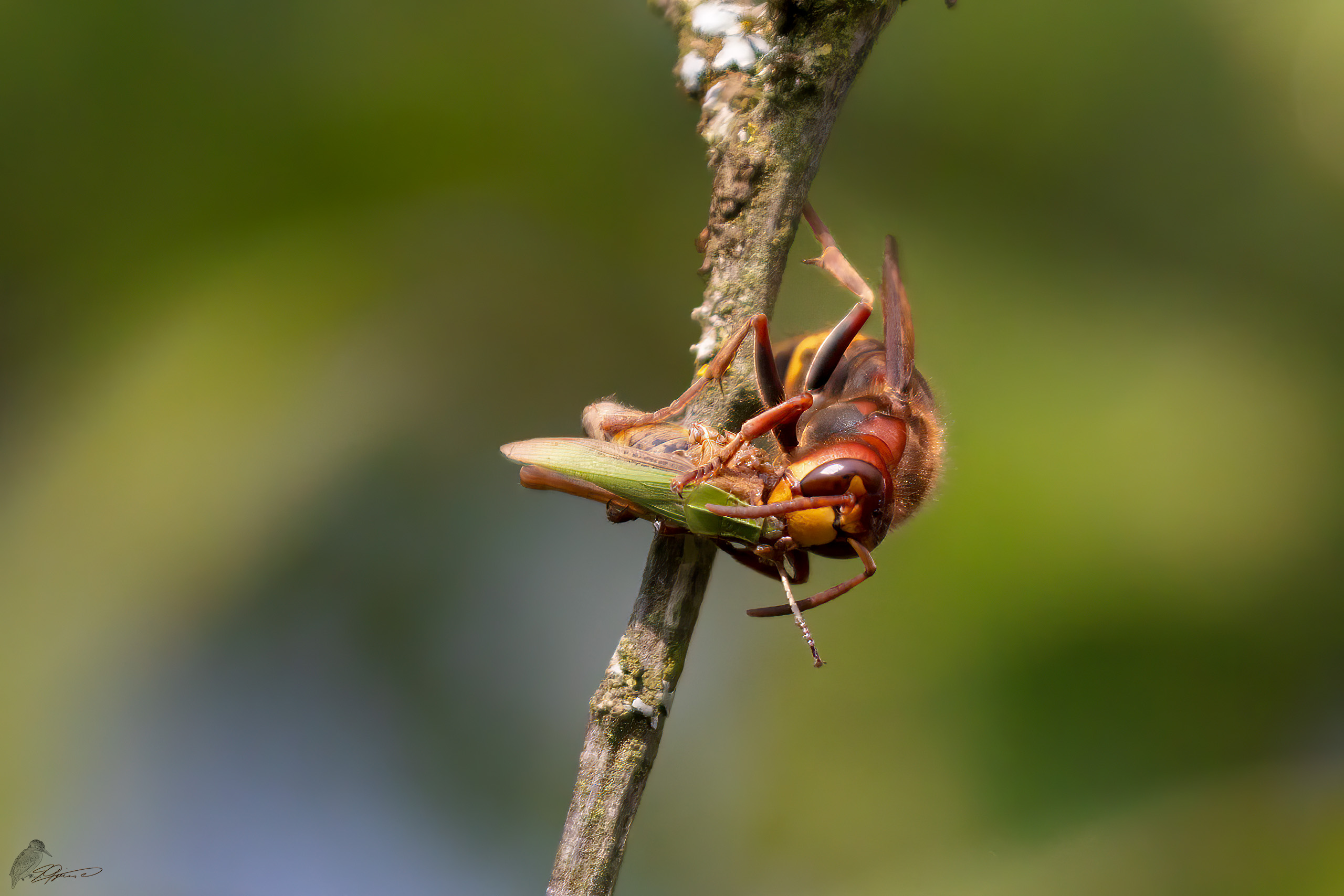 Hornisse bei der Vesper