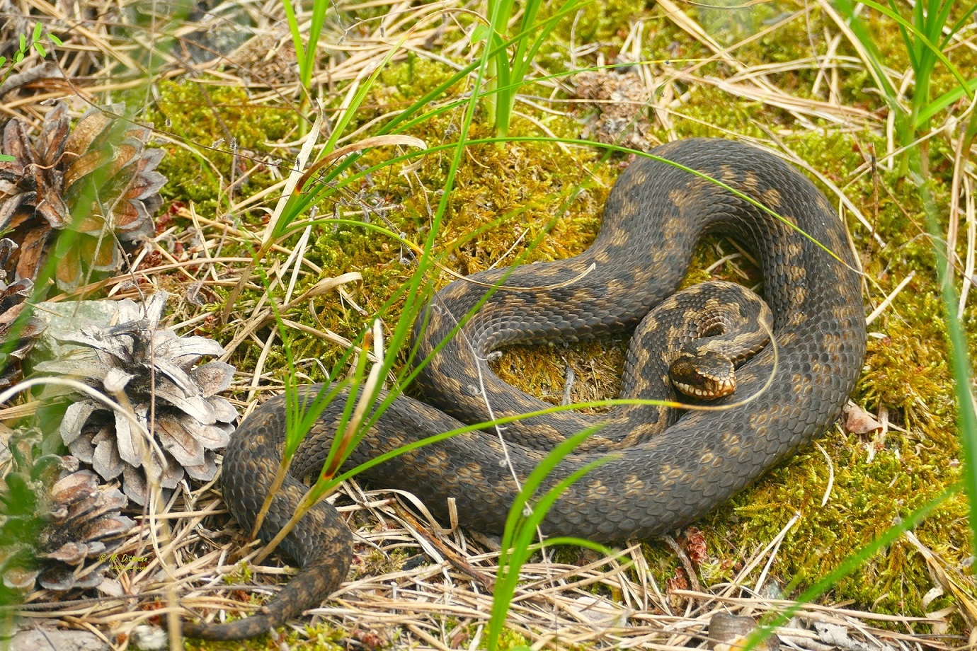 Vipera berus