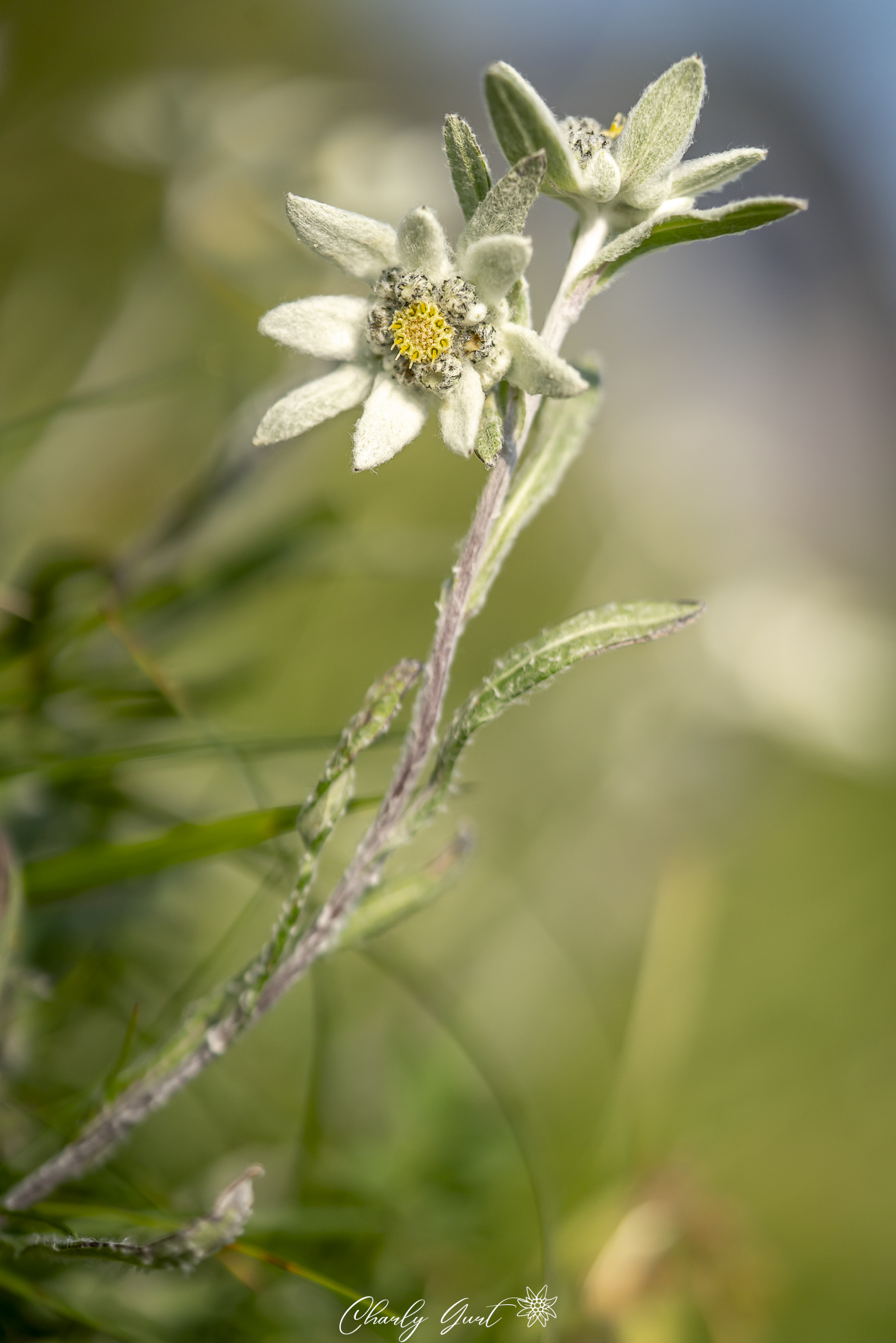 Edelweiss