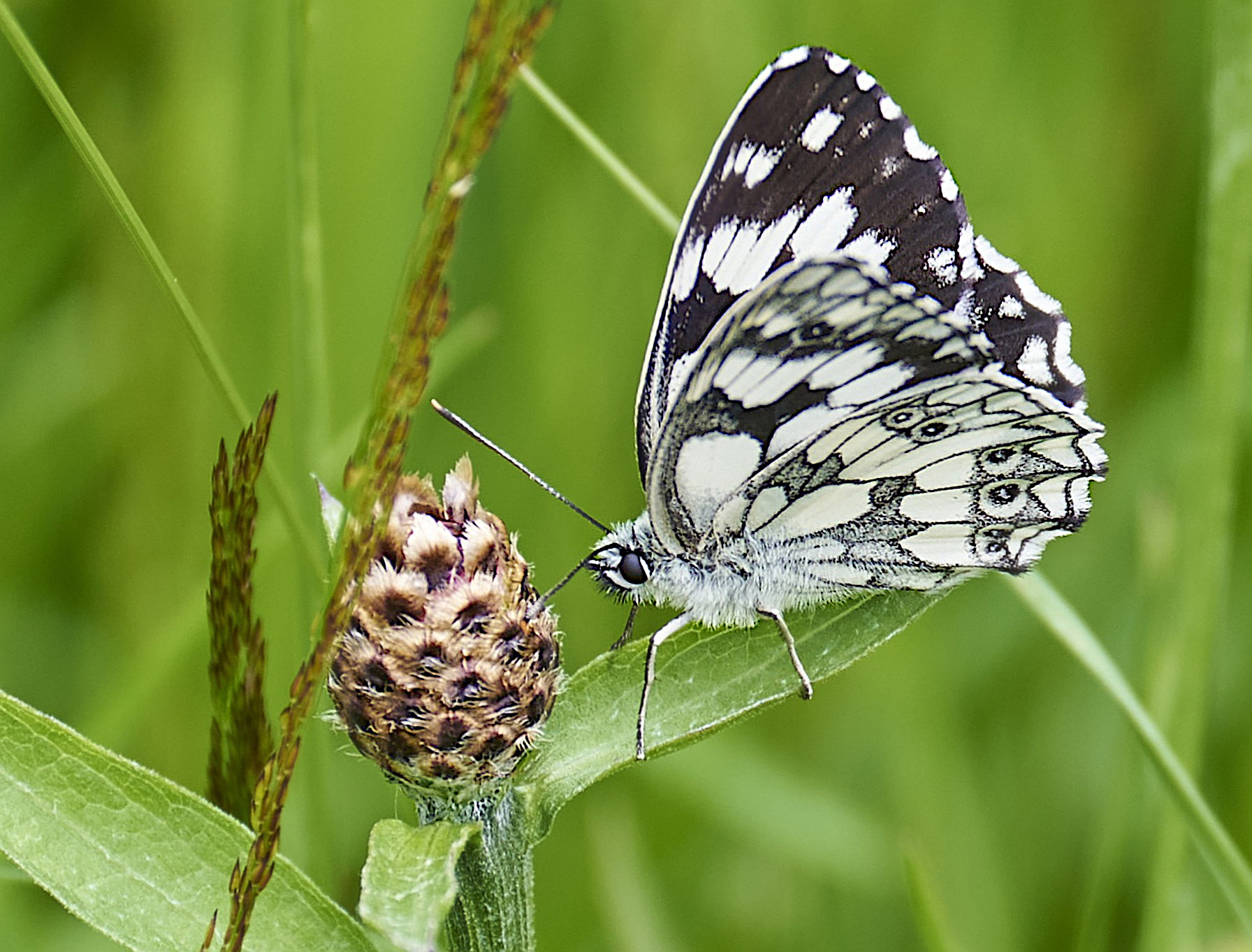 Schachbrettfalter