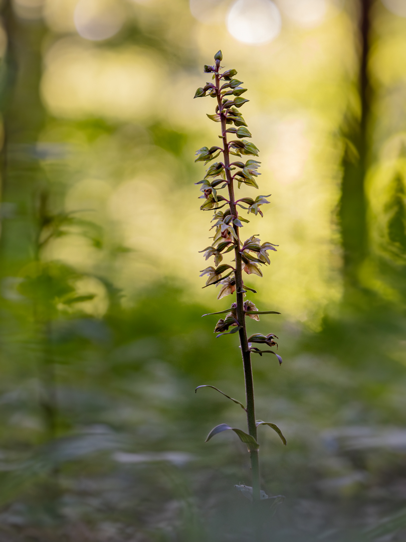 Epipactis purpurata