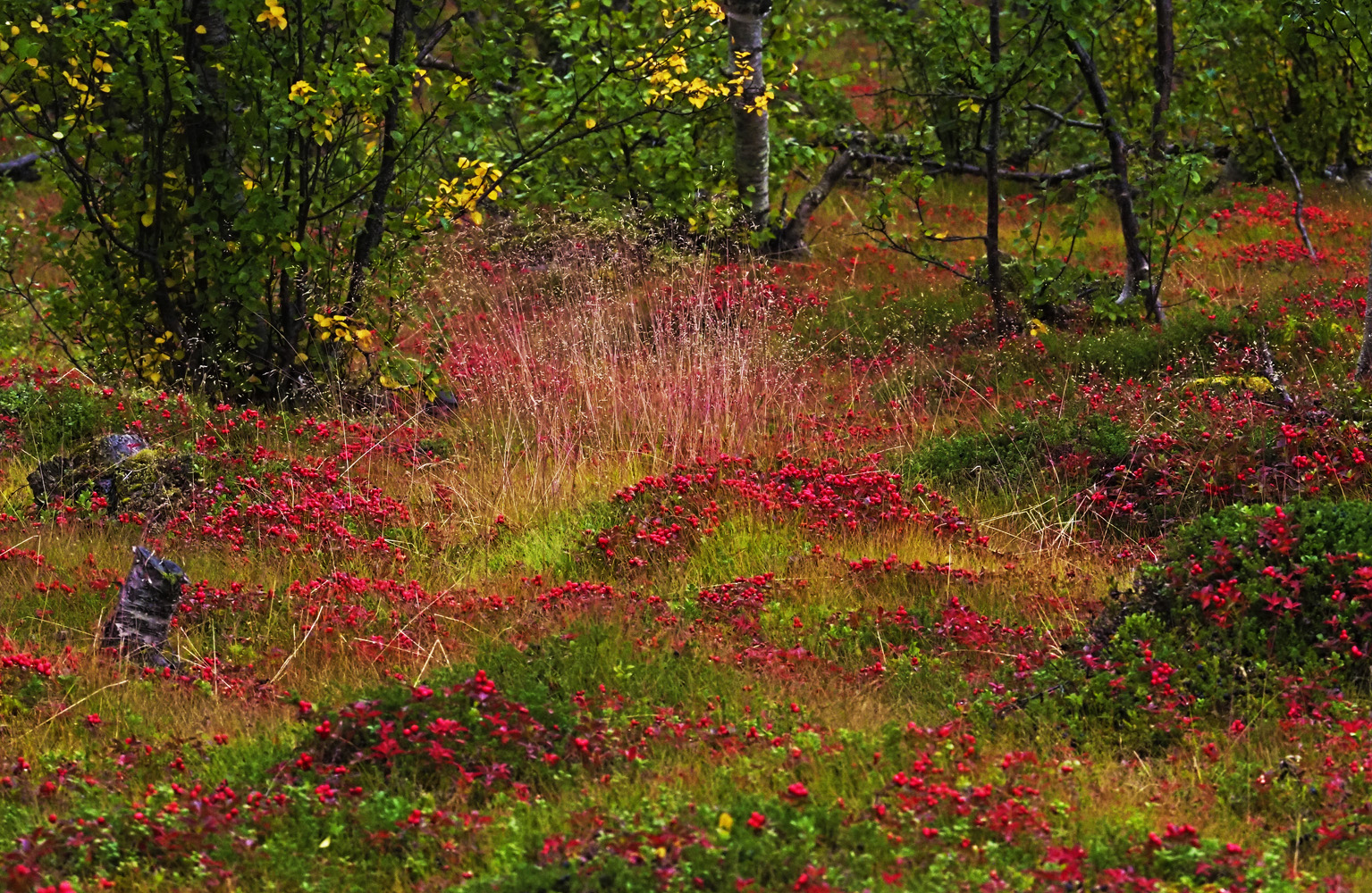 Lust auf Beeren ?