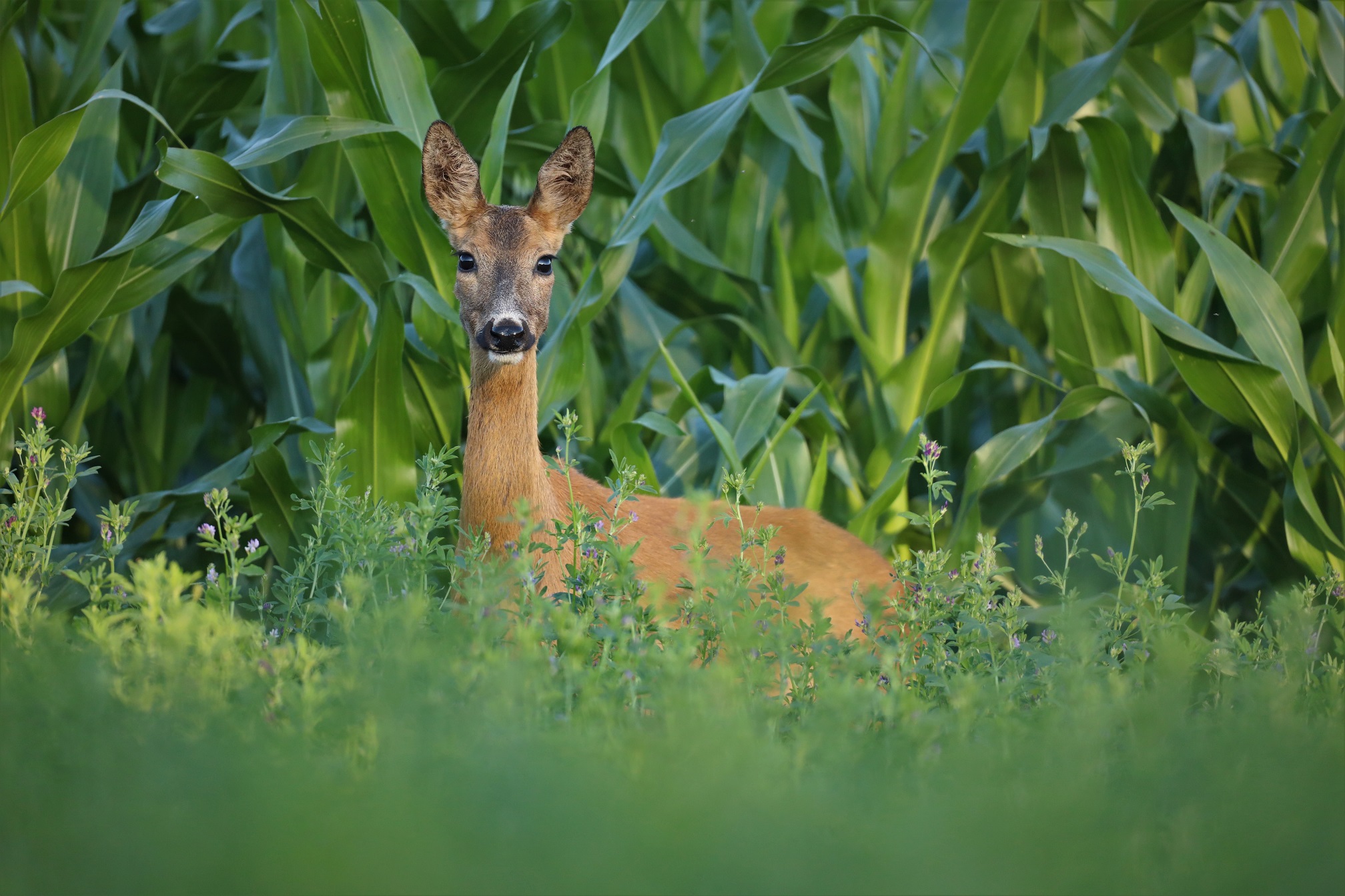 Reh (Capreolus capreolus)