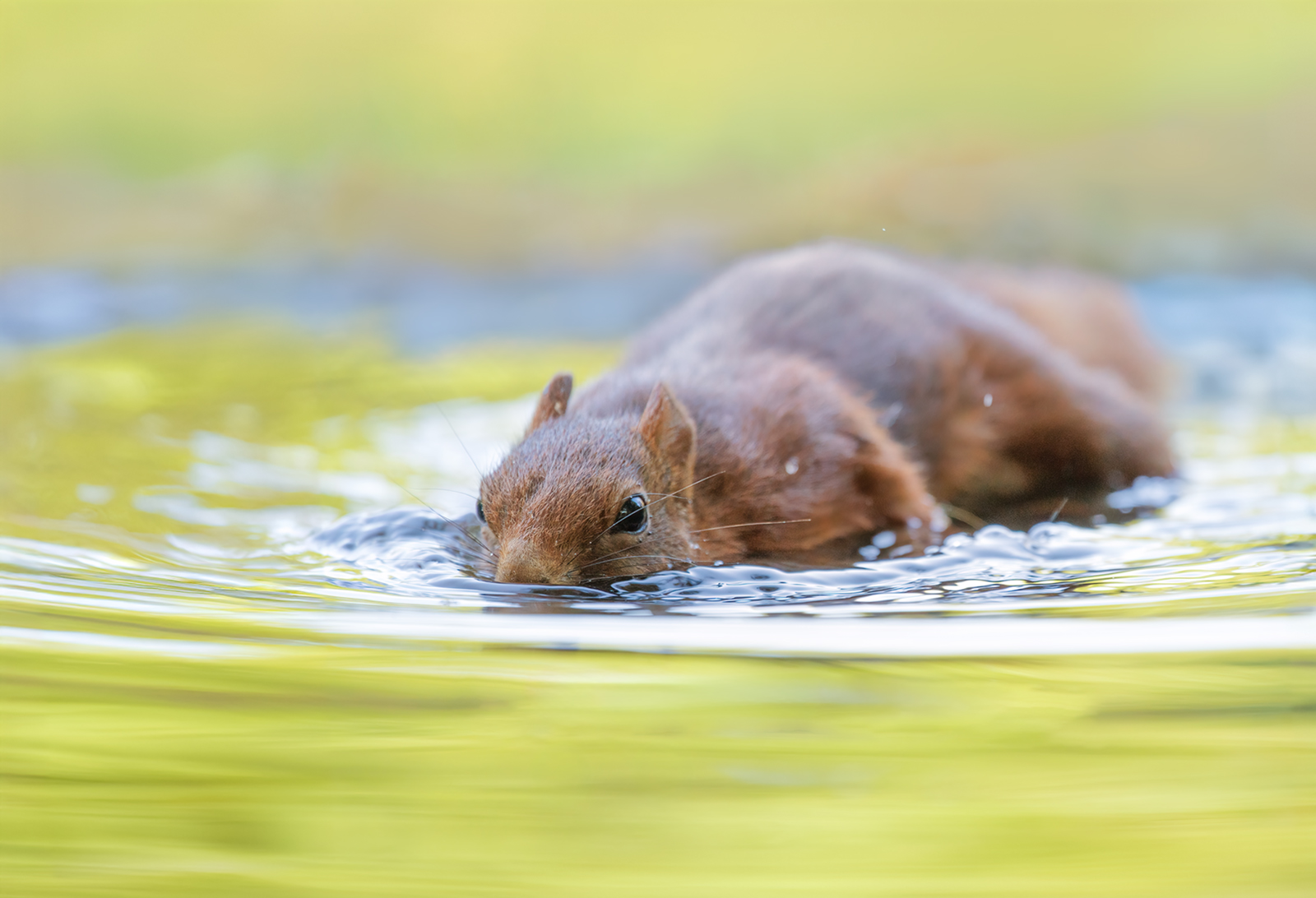 Schwimmhörnchen...