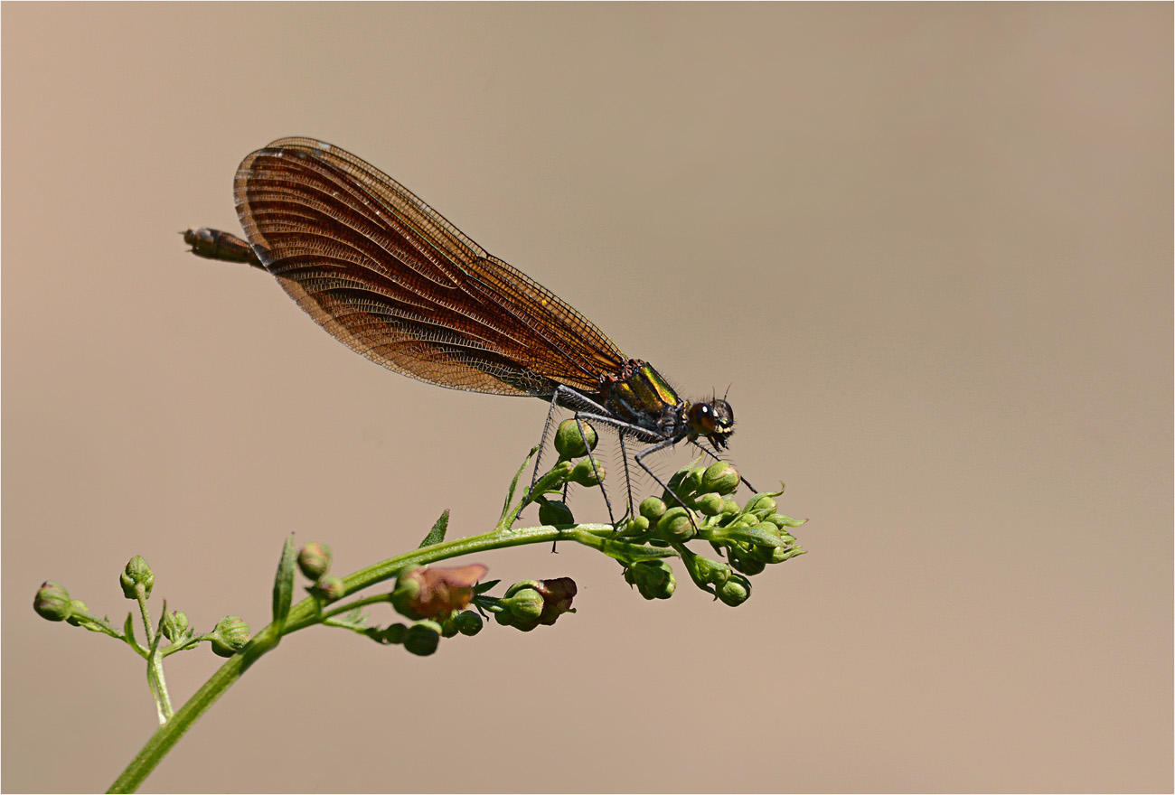 Prachtlibelle-Weibchen