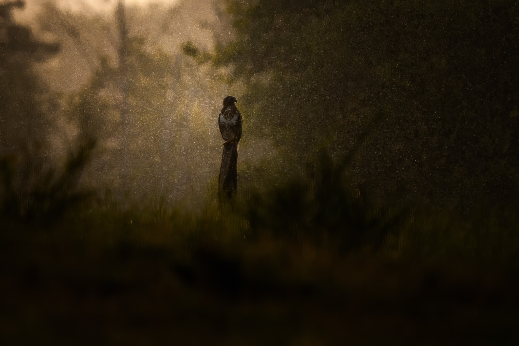 Bussard im Regen