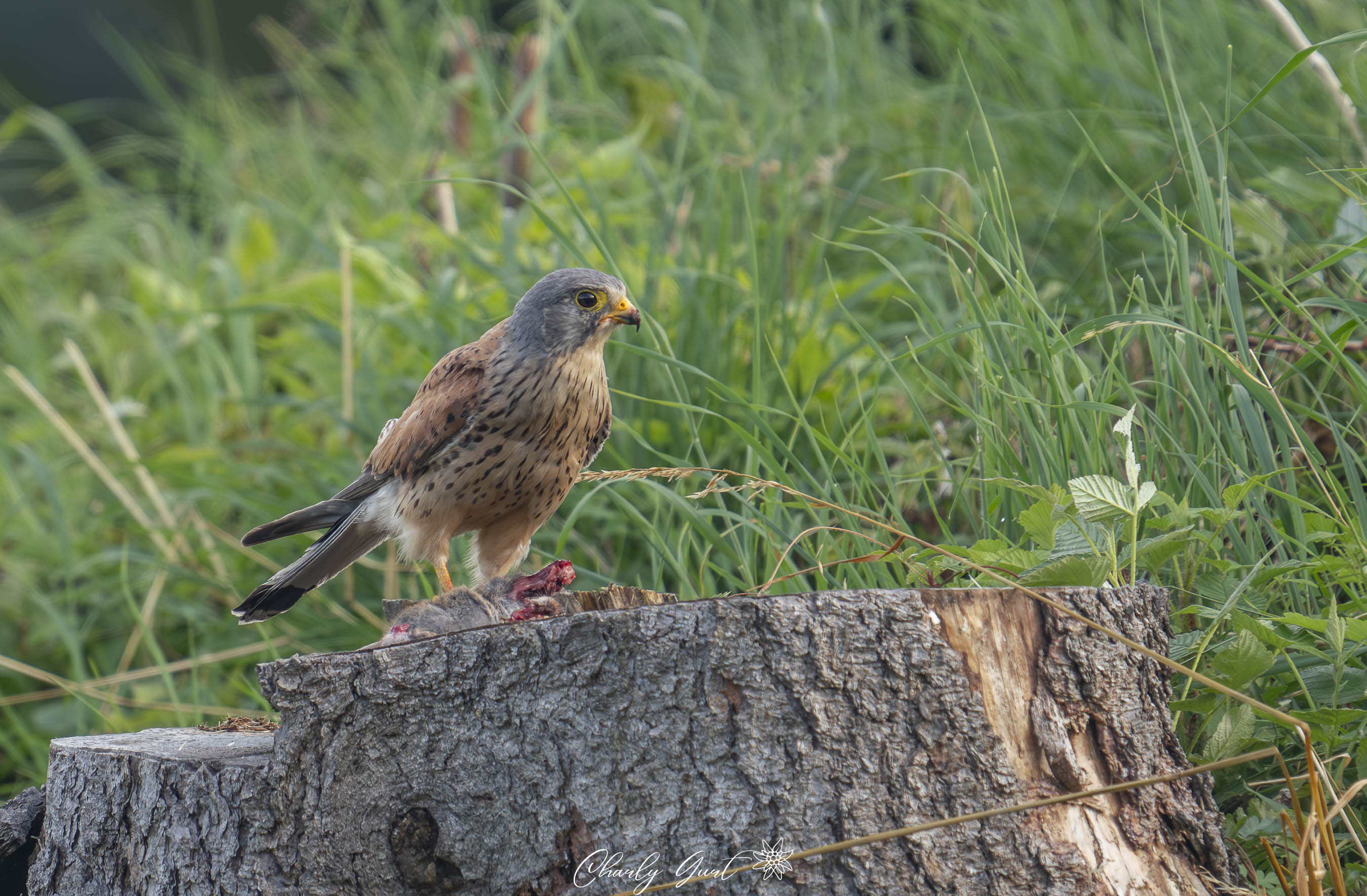 Turmfalke