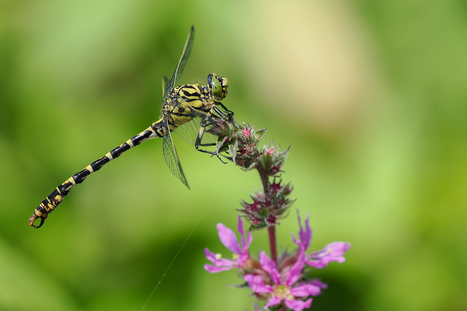 Kleine Zangenlibelle  ( Onychogomphus forcipatus )