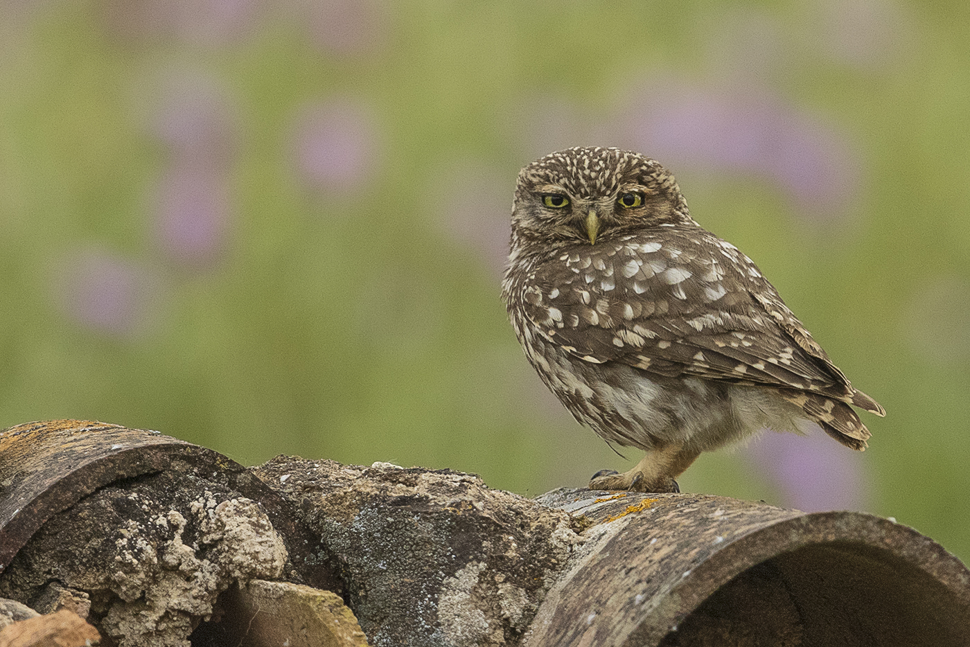 Steinkauz – Athene noctua