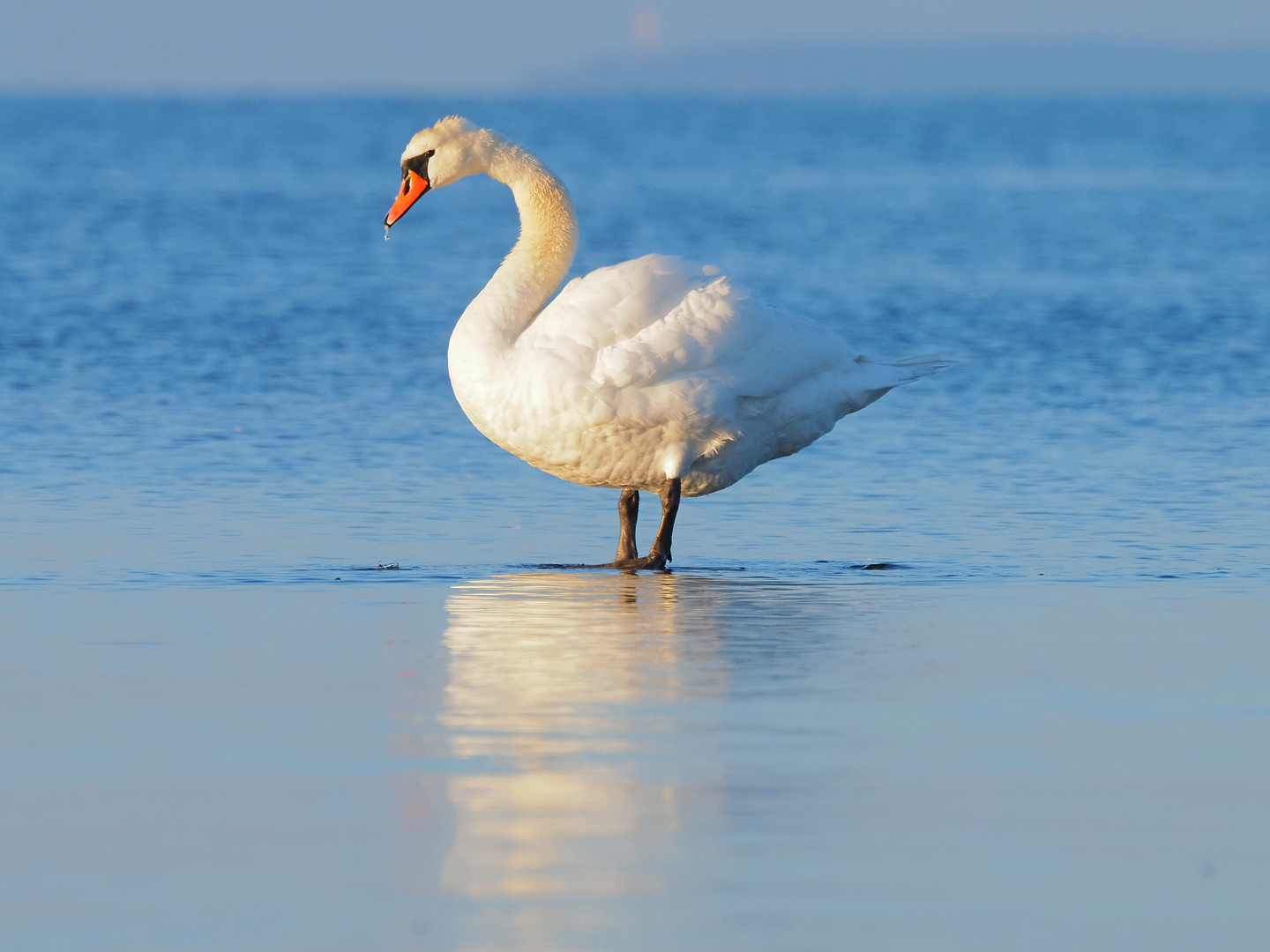 Mein lieber Schwan!