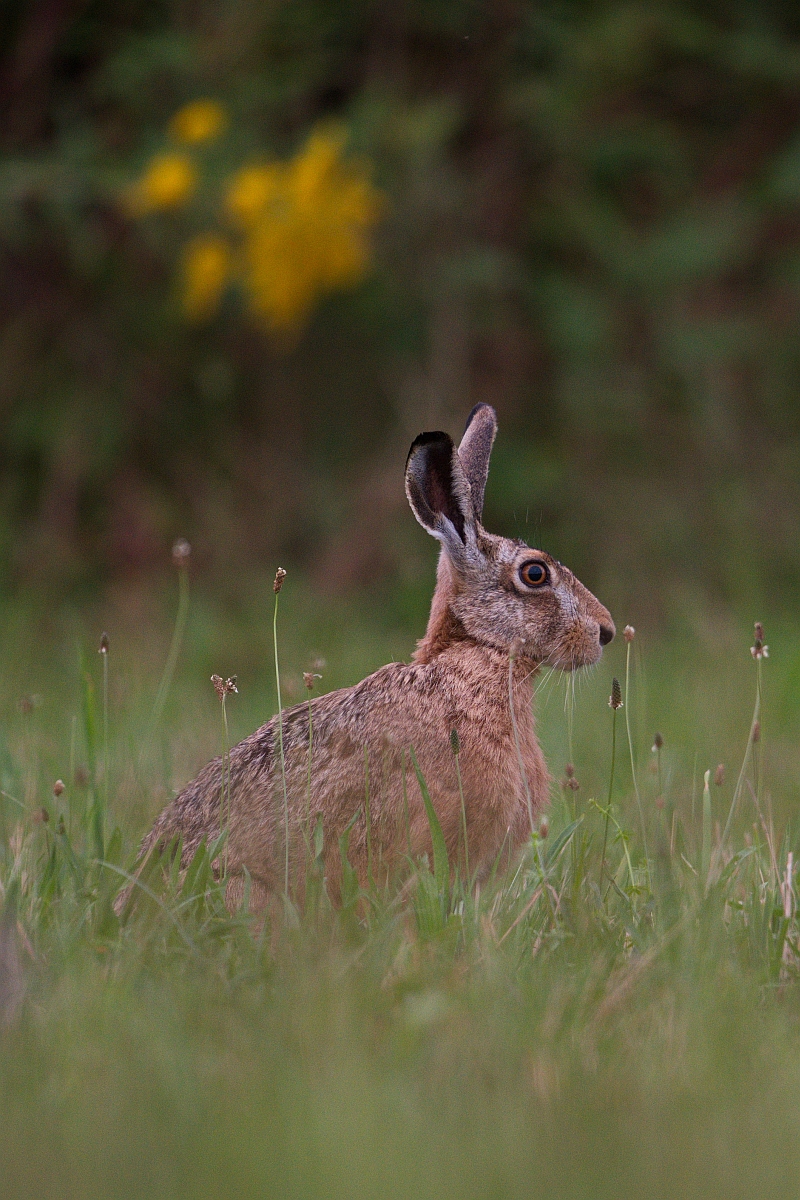 Abendhase