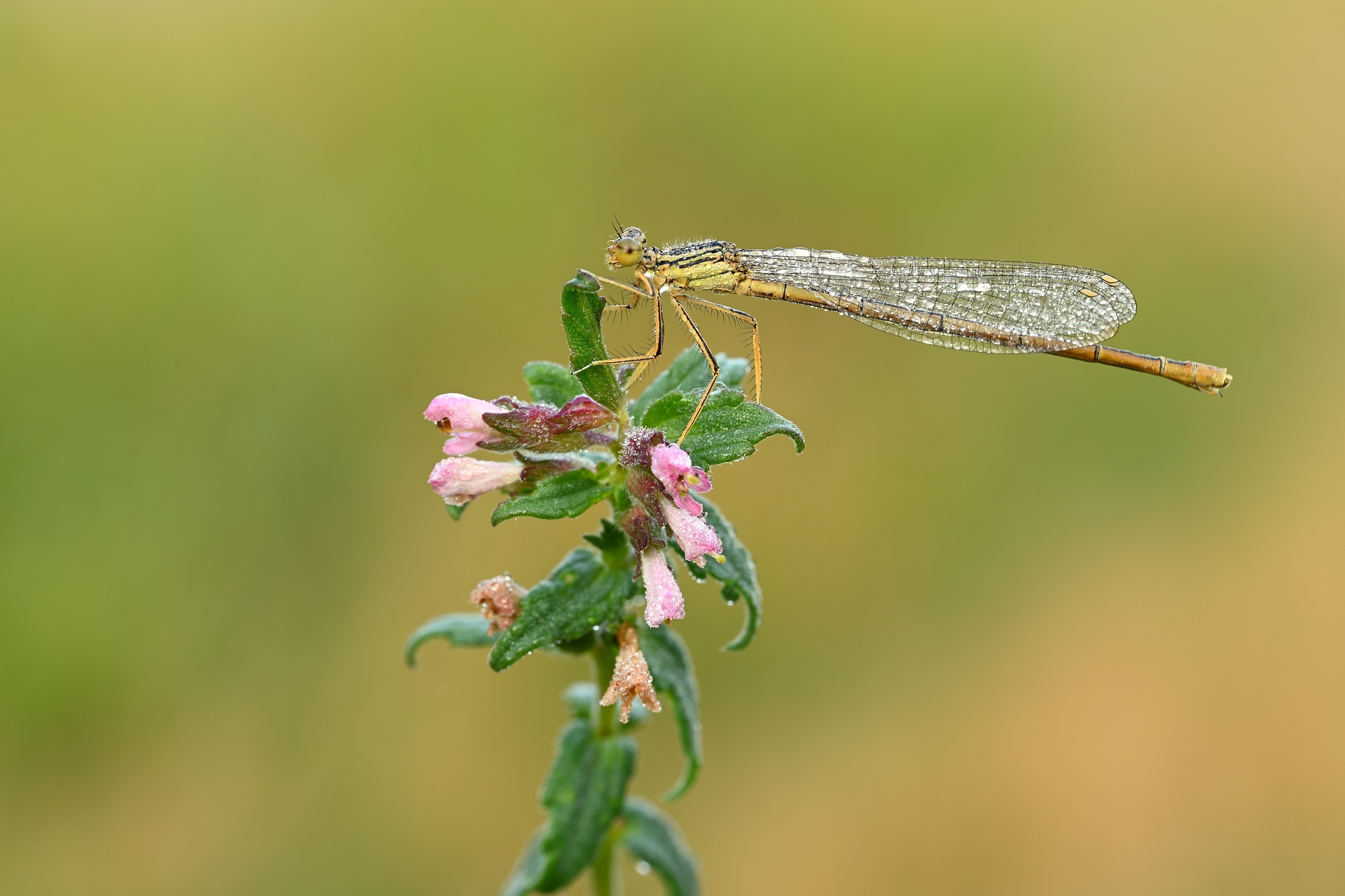 Federlibelle