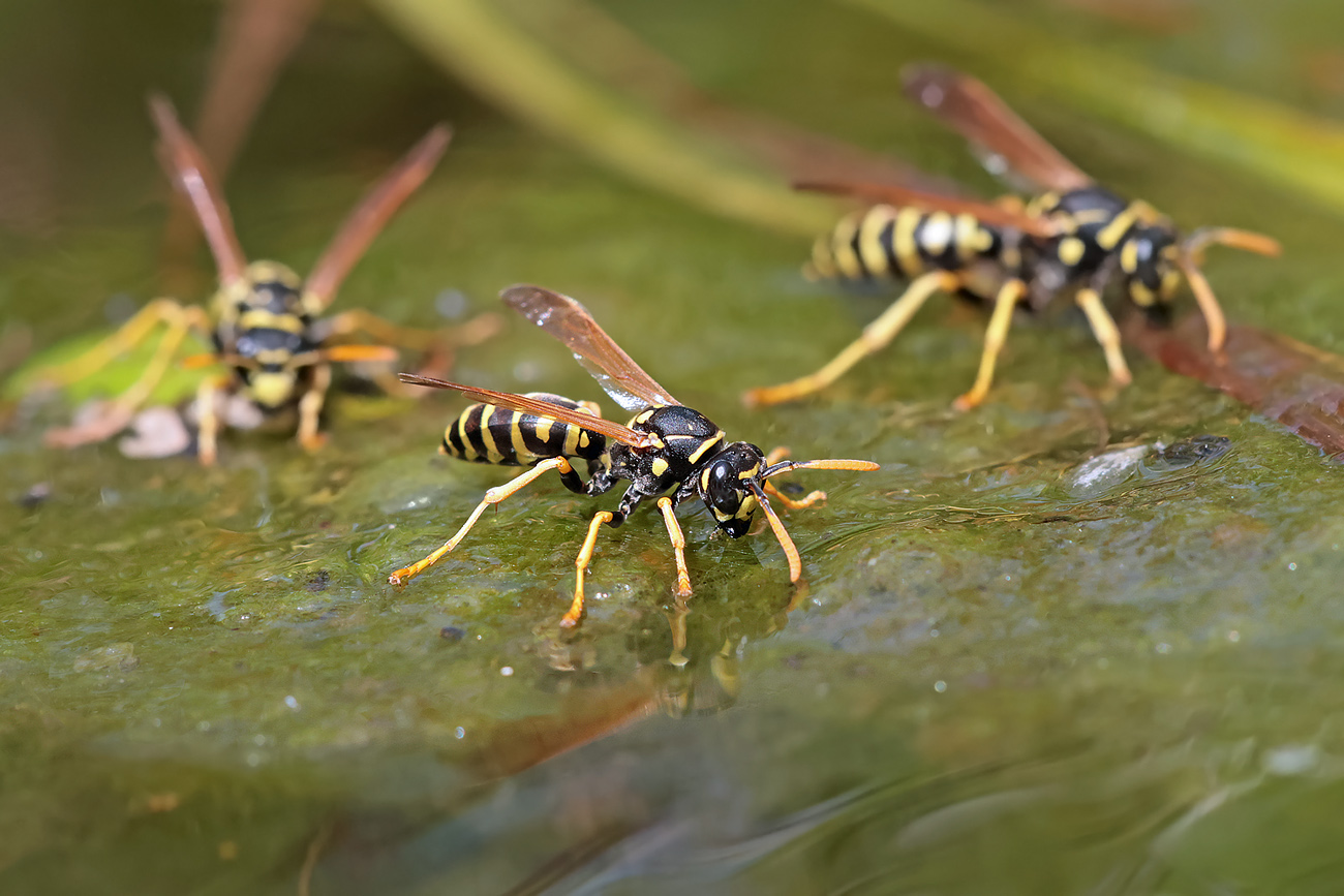 "Insektentränke"