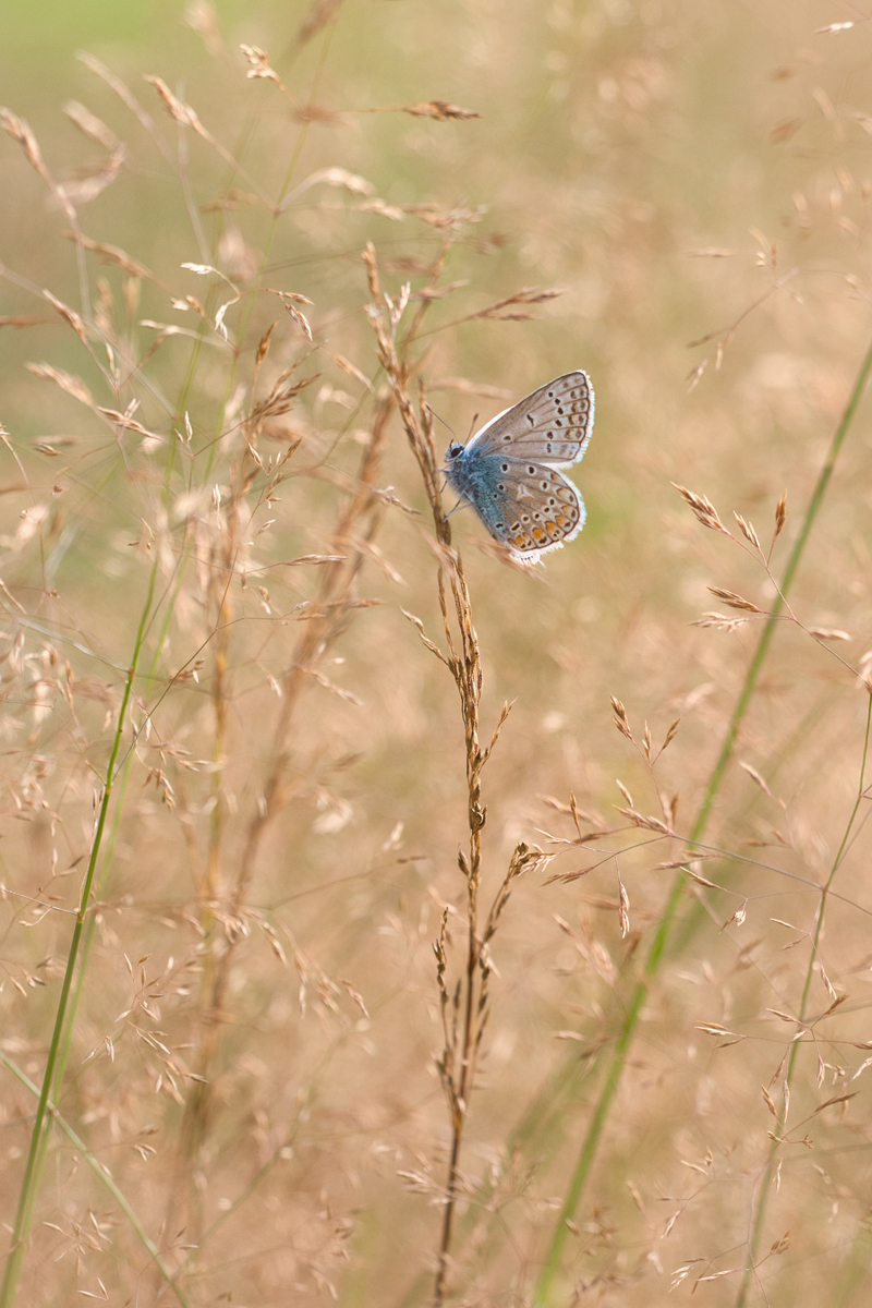 in der Wiese