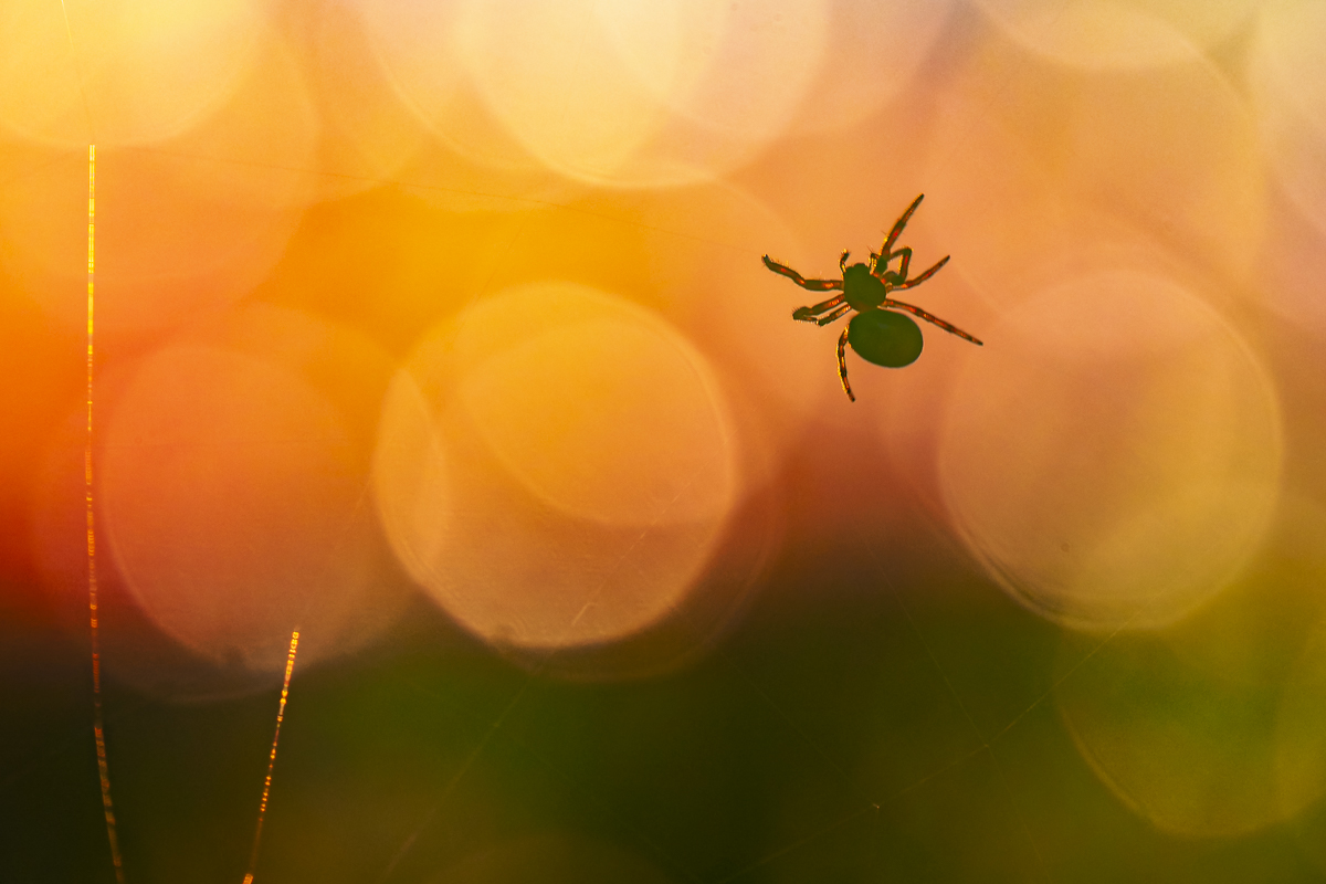 kleine Spinne vor untergehender Sonne