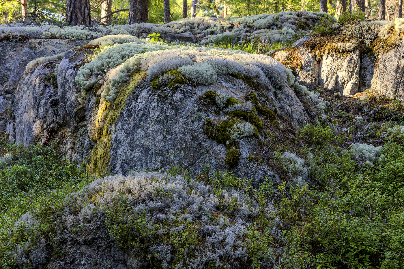 Im Wald in Mittelschweden...