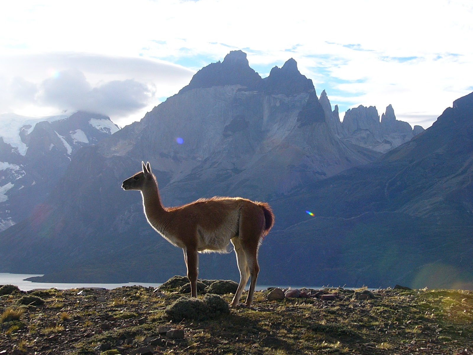 Guanaco am Torres del Paine/Chile/Patagonien