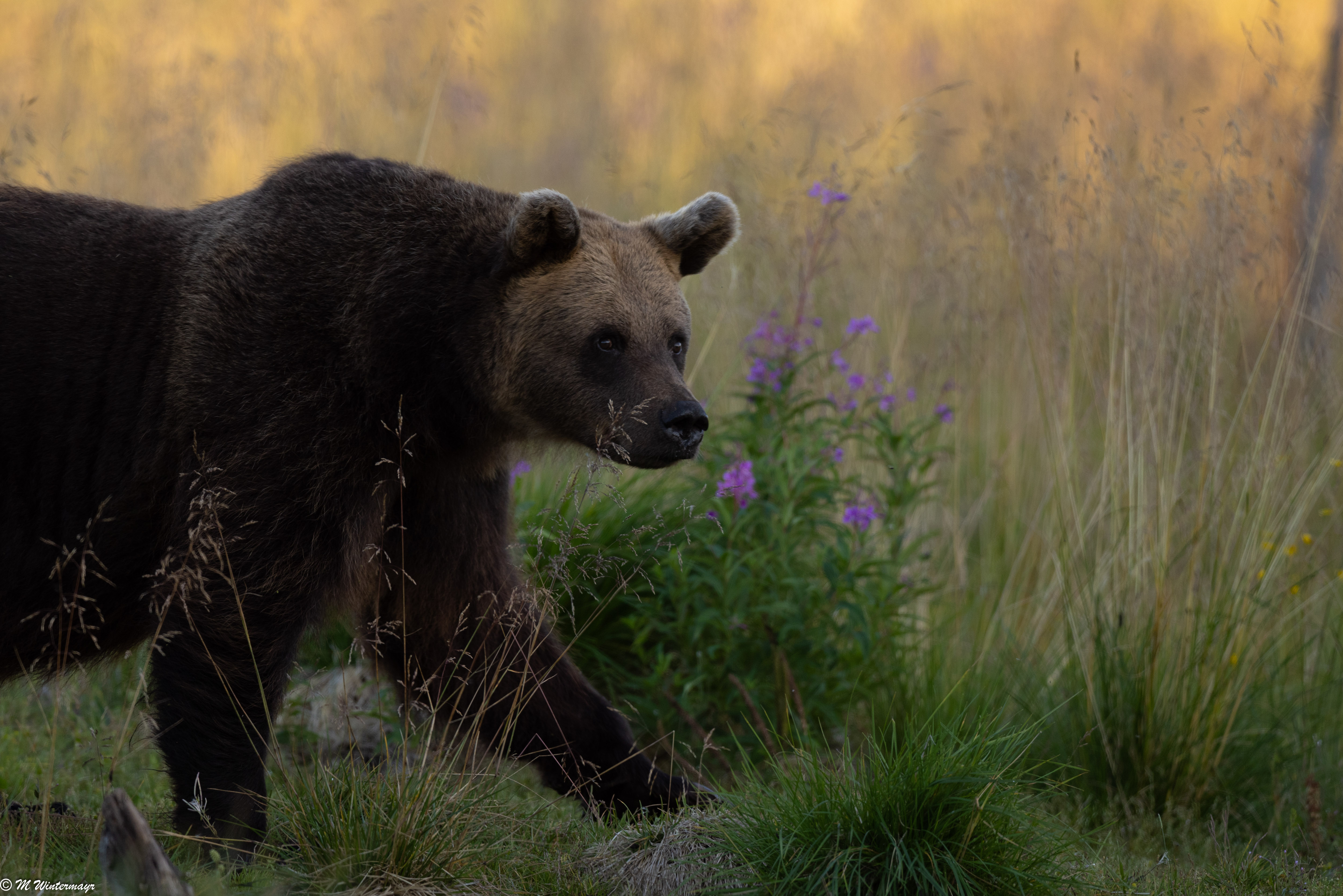 Braunbär